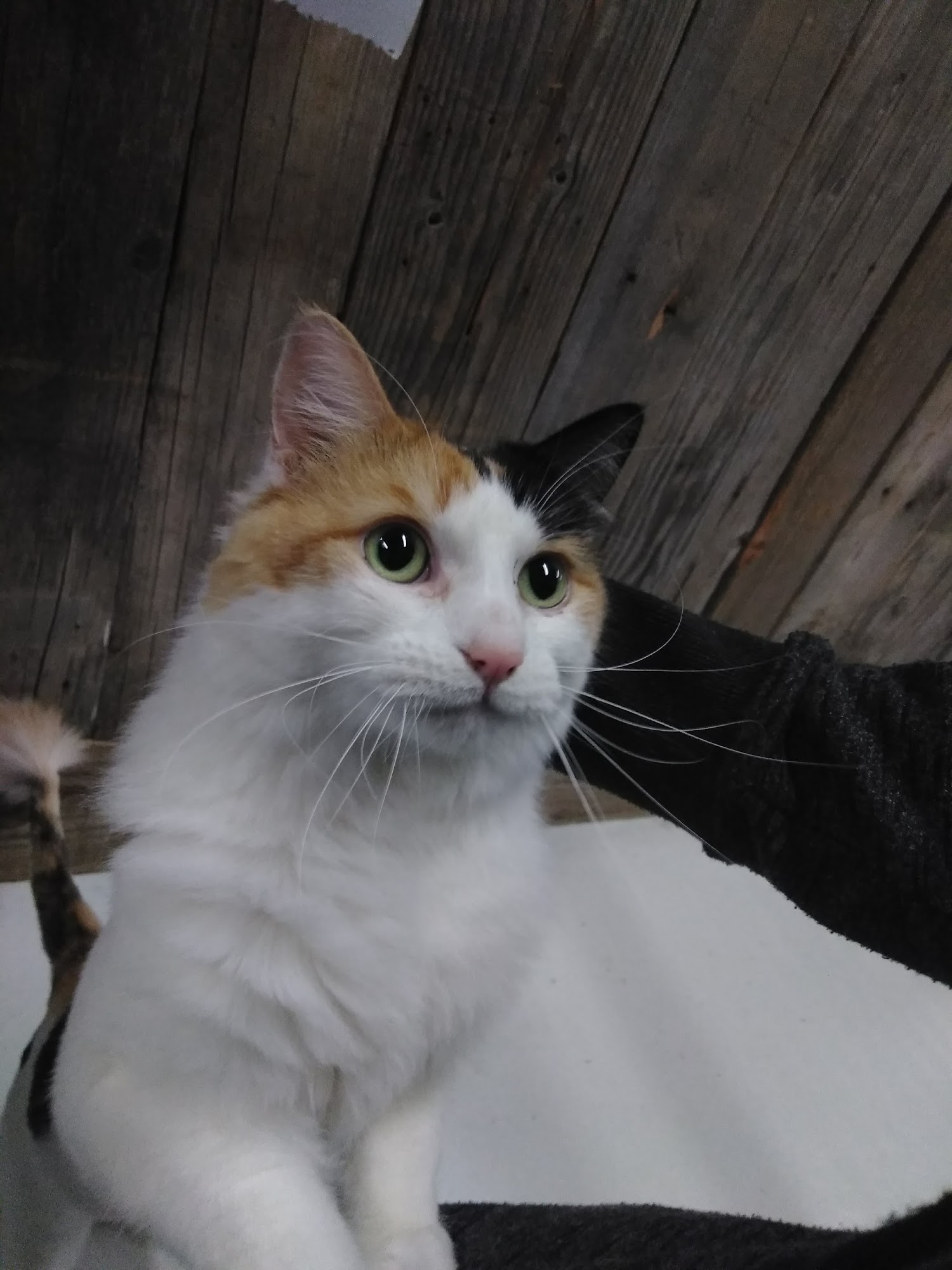 The Cat's Meow Adoption Center Las Cruces