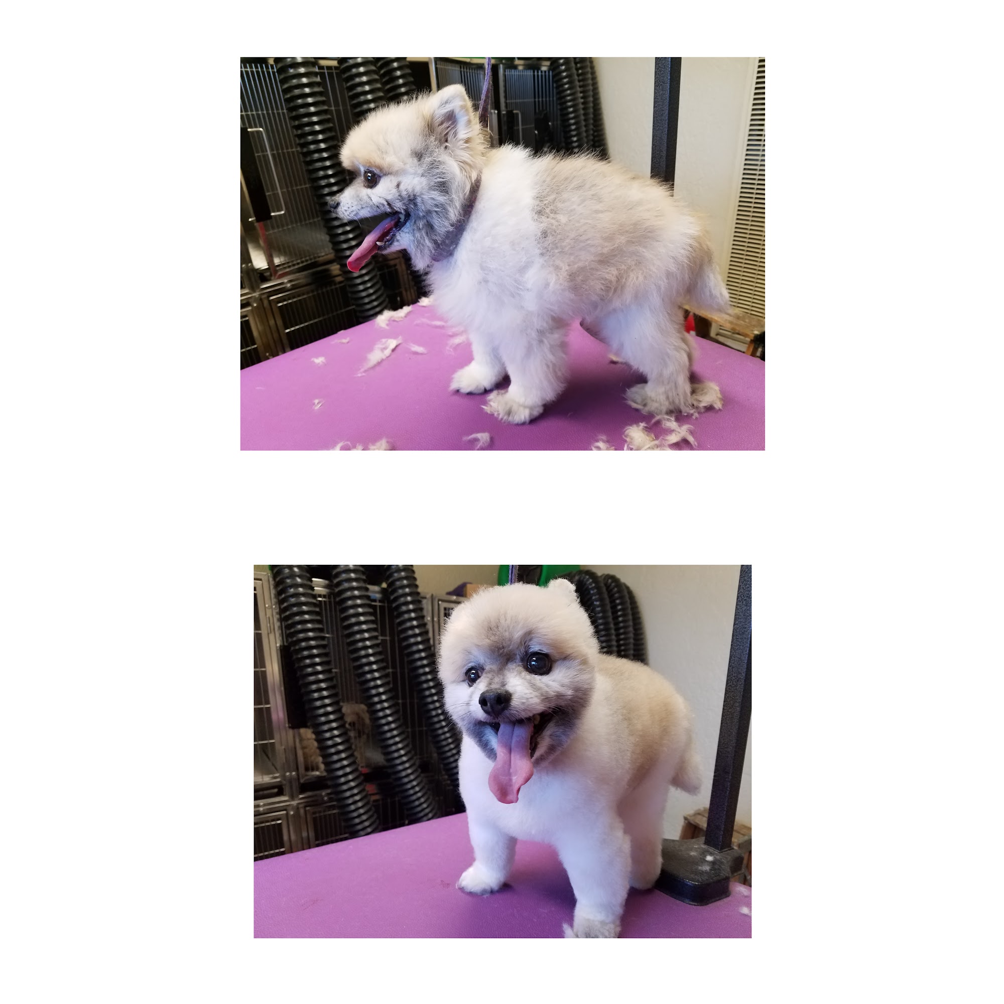 PRIDE&GROOM (Pet Grooming) Las Cruces