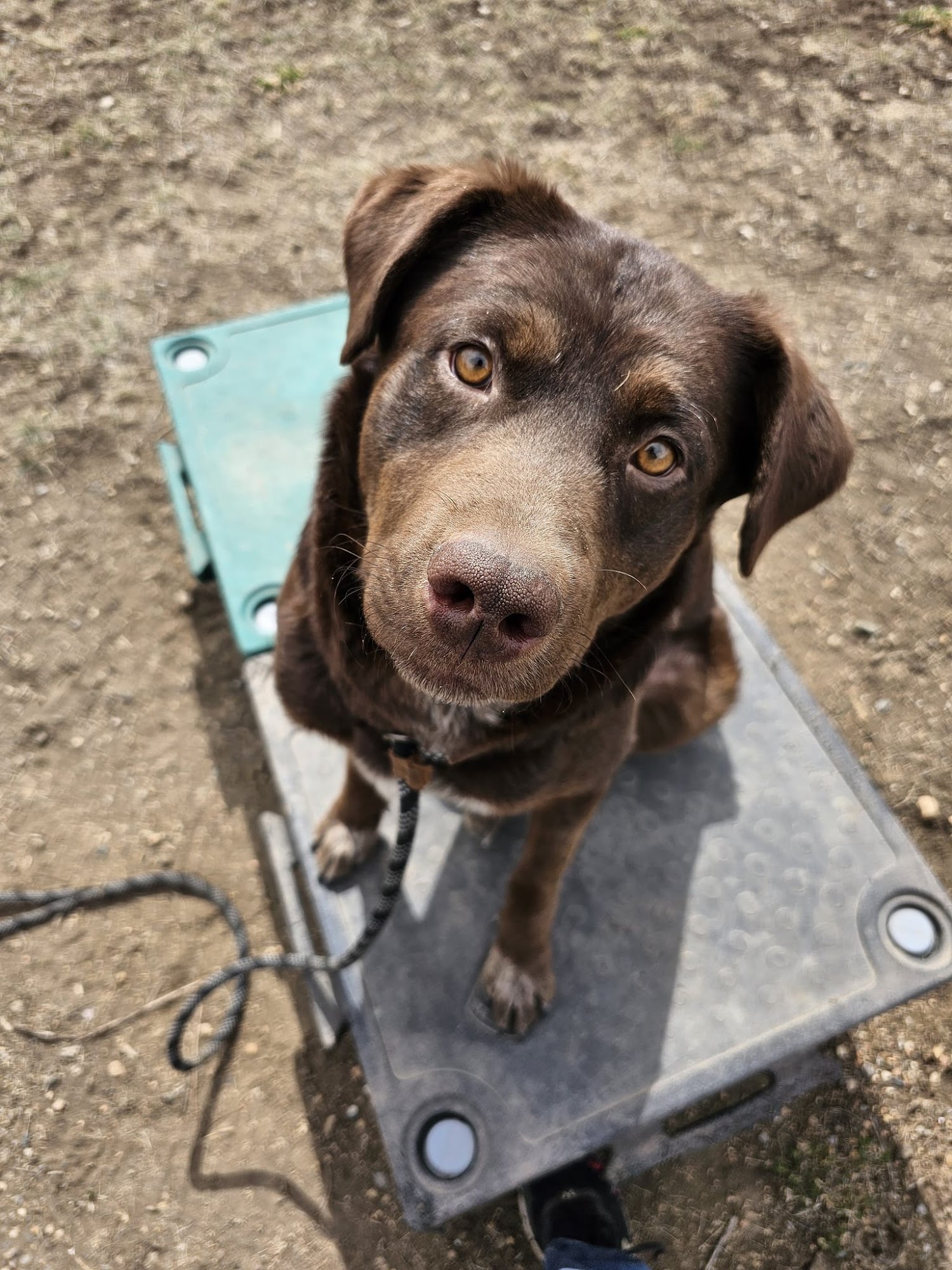 City of Las Vegas Animal Care Center Las Vegas