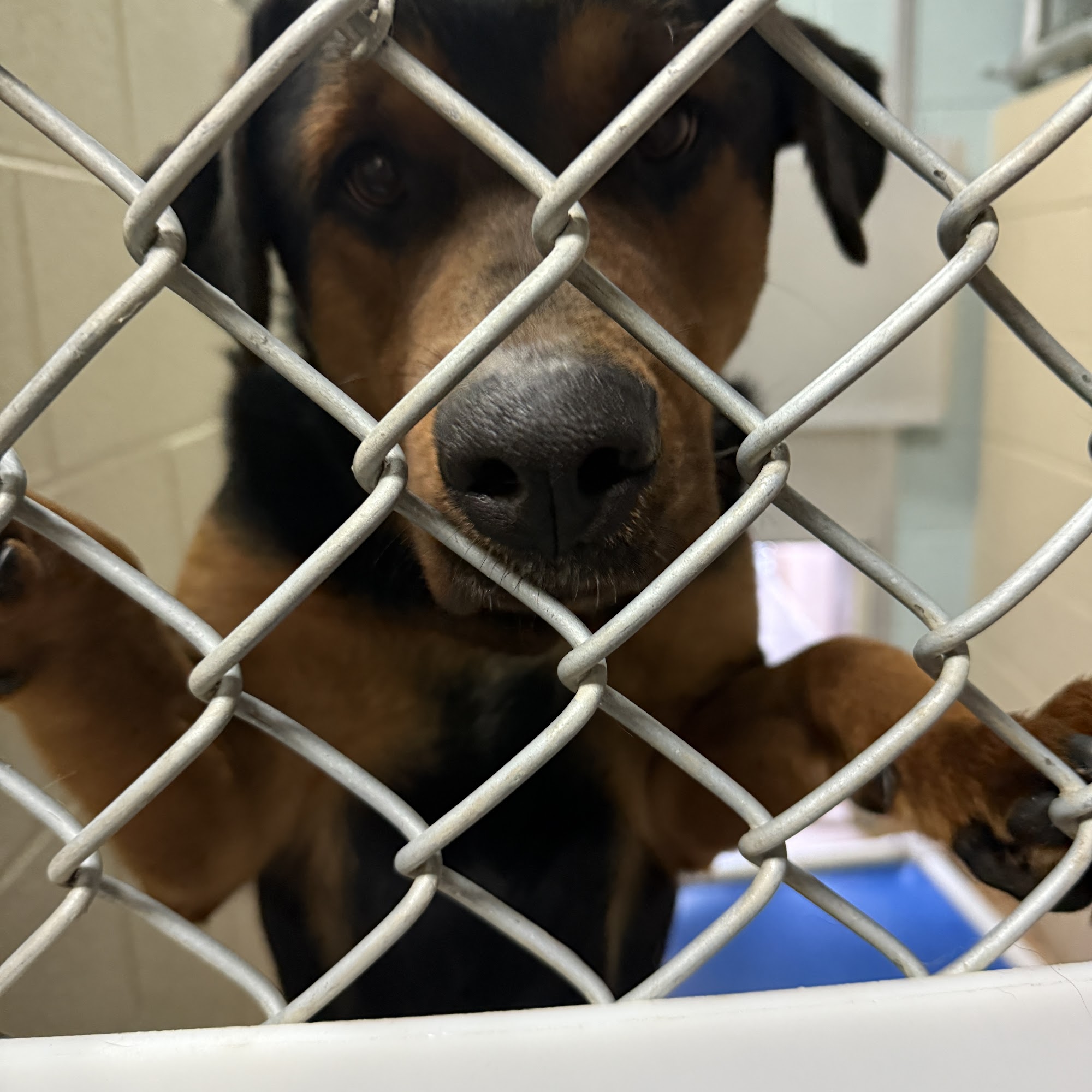 Ridgeview Veterinary Hospital Los Alamos