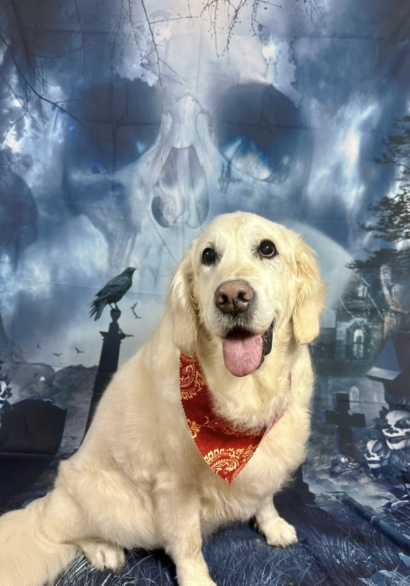 Paw-Fect Cuts LLC Los Alamos