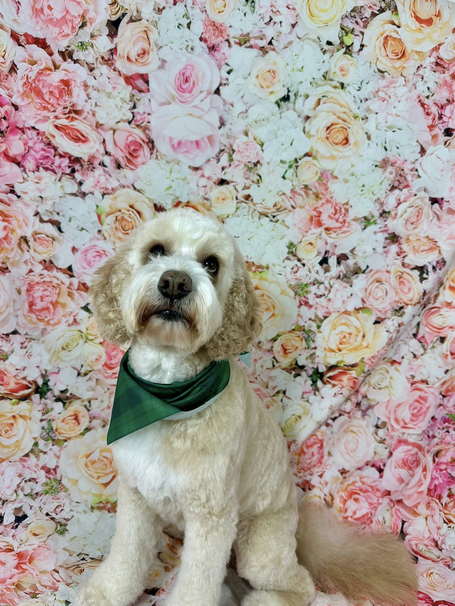 Paw-Fect Cuts LLC Los Alamos