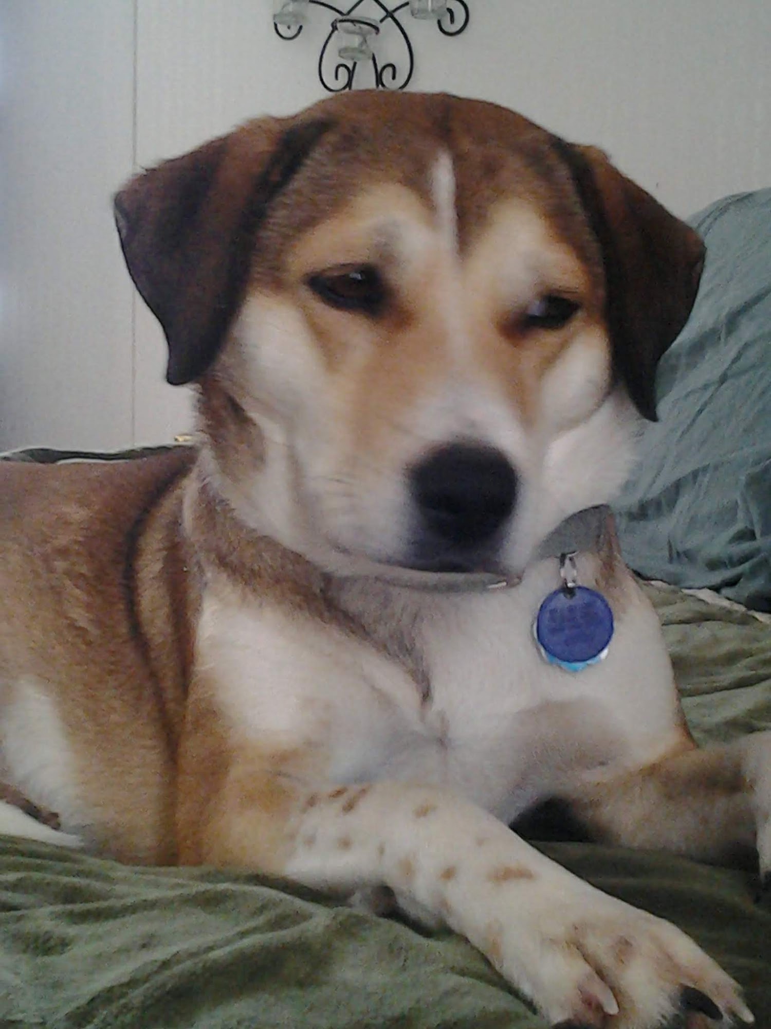 Los Lunas Vetco Los Lunas