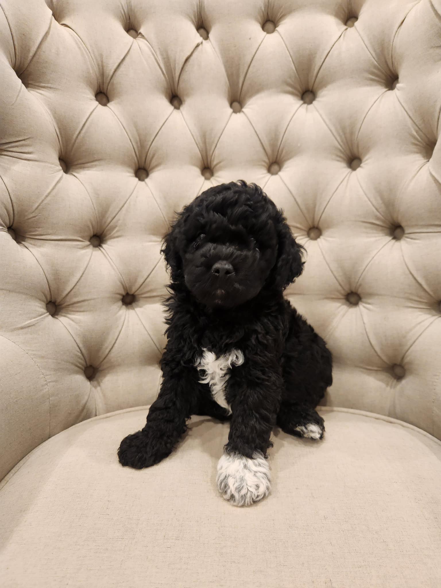 Triple Quest Kennels Los Lunas