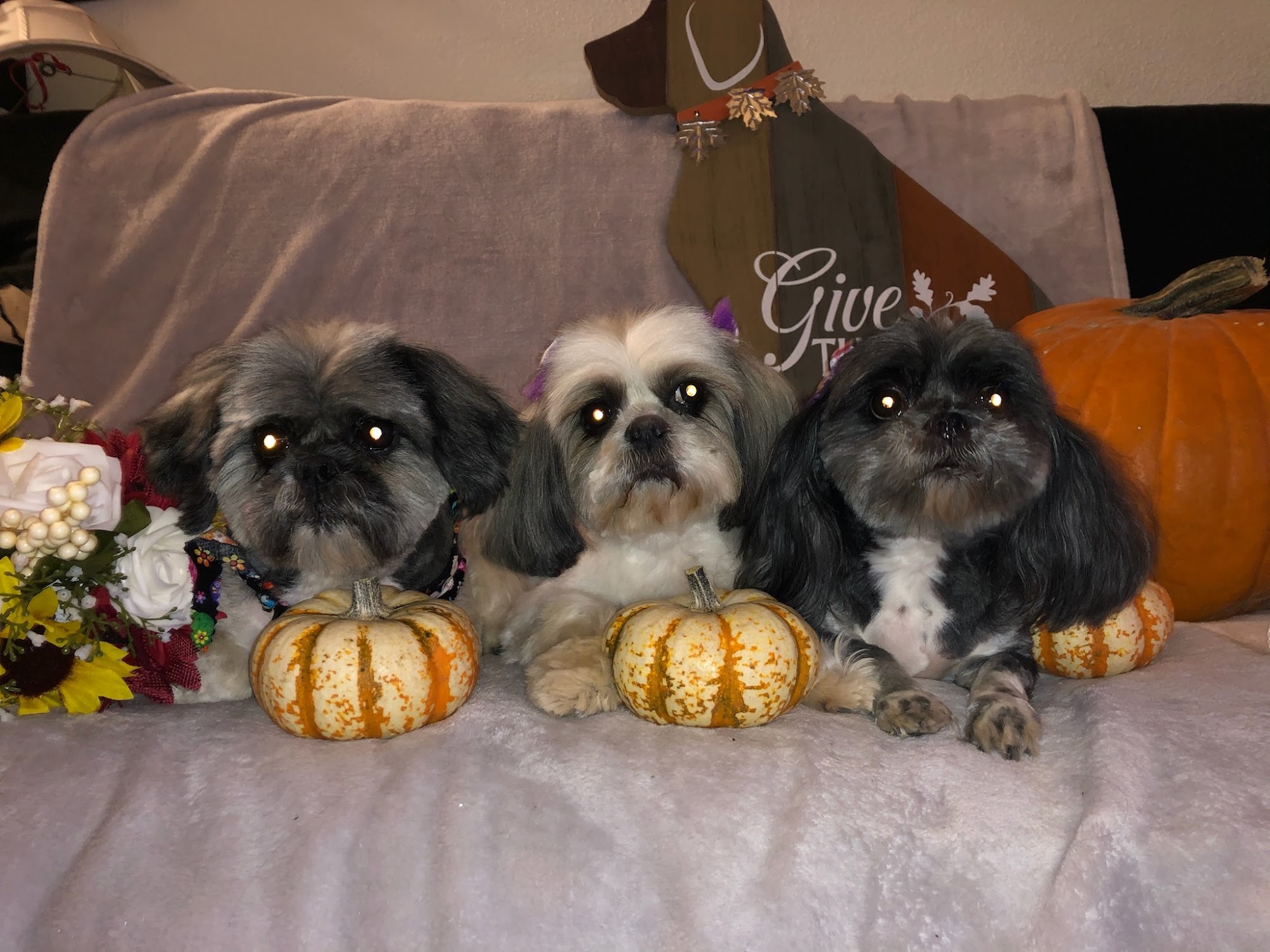 Luna's Lovely Little Pet Spa Los Lunas