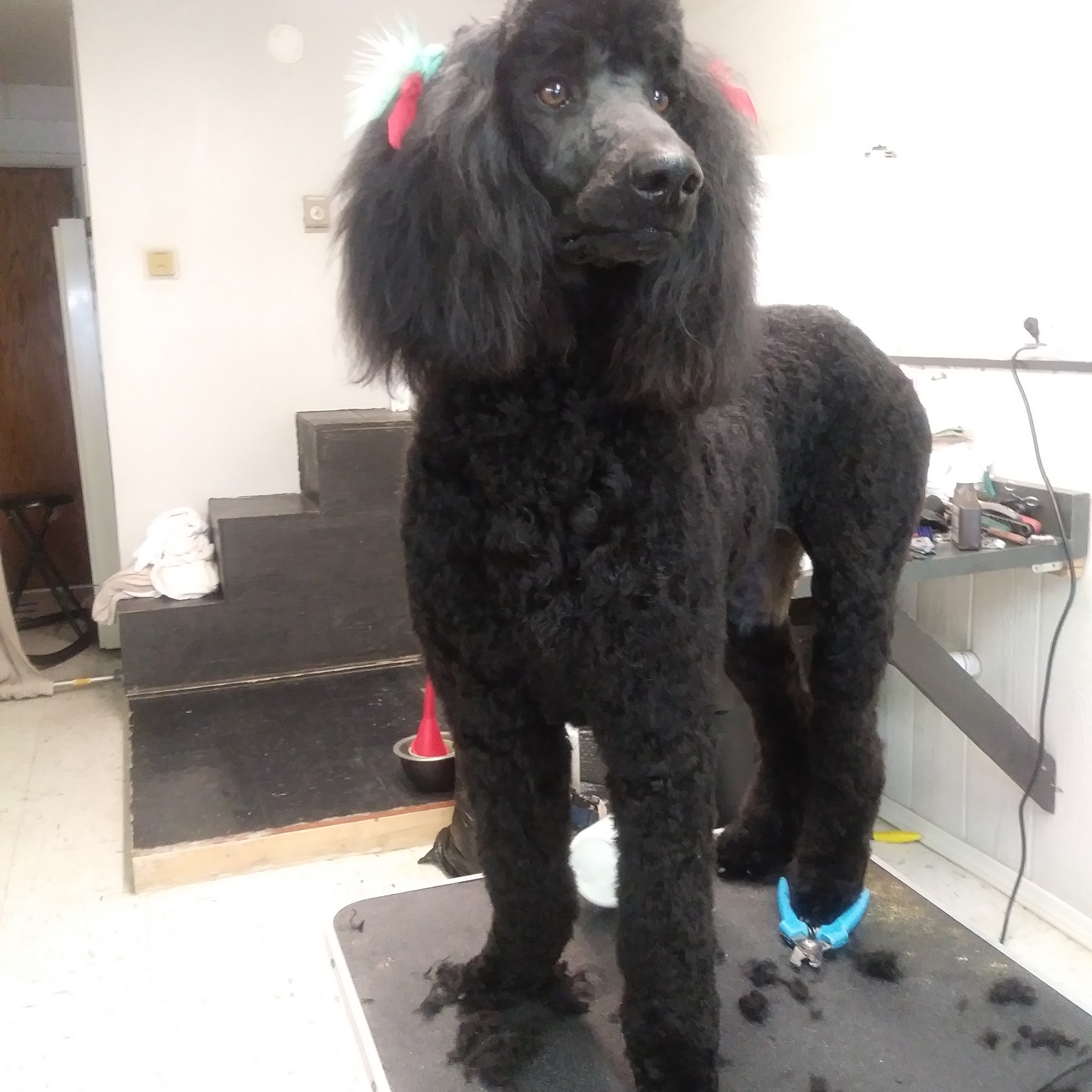 Dylin's VIP Pet Salon Los Lunas