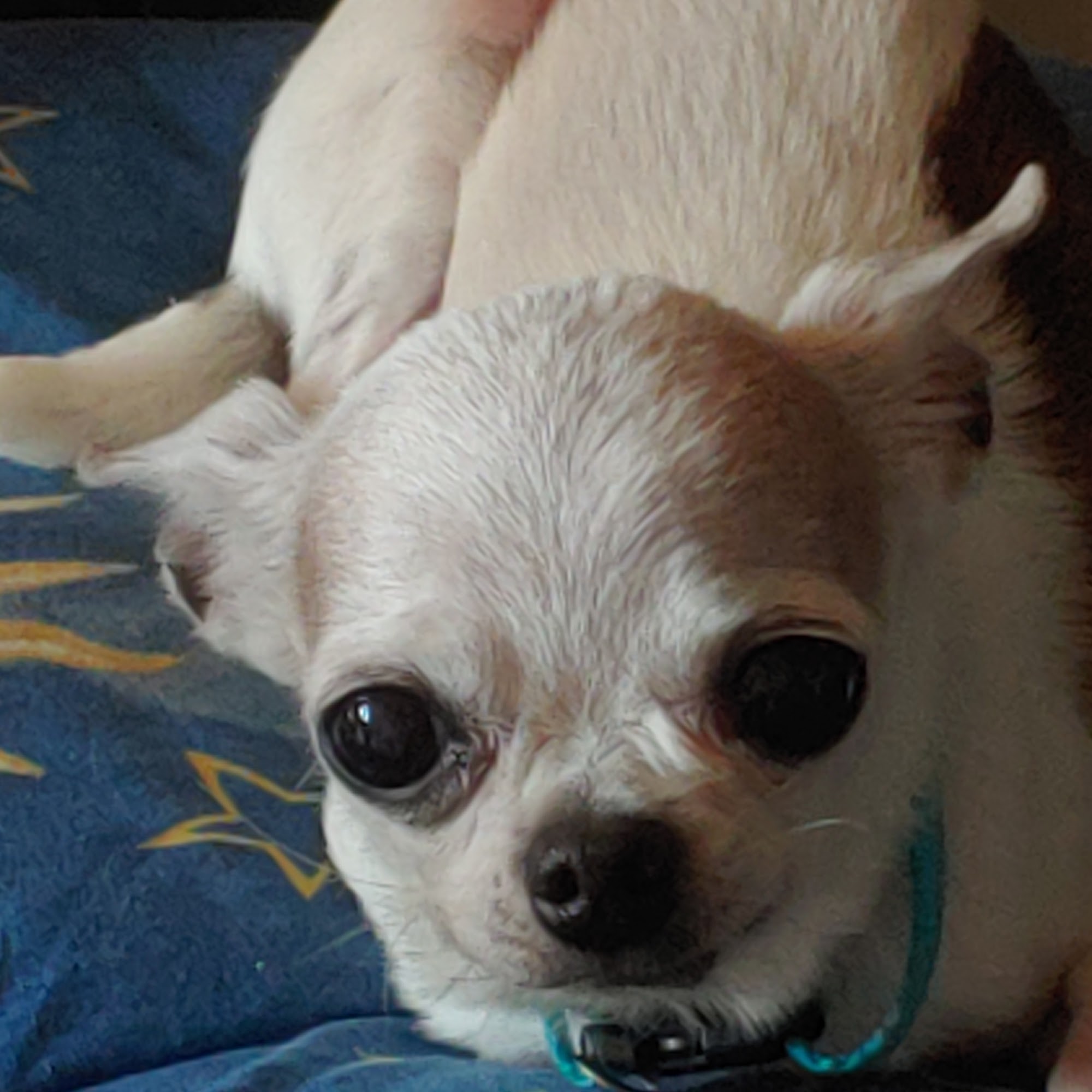 Starr Grooming Los Lunas