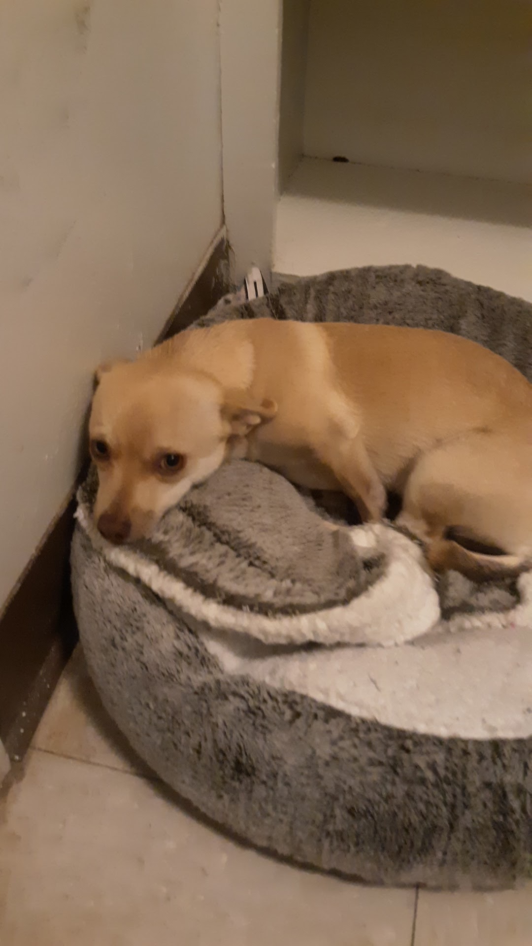 Caprock Veterinary Clinic Portales