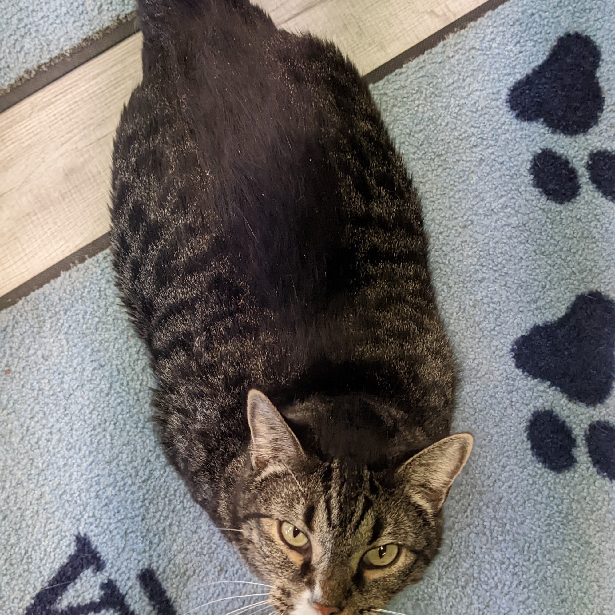 Caprock Veterinary Clinic Portales