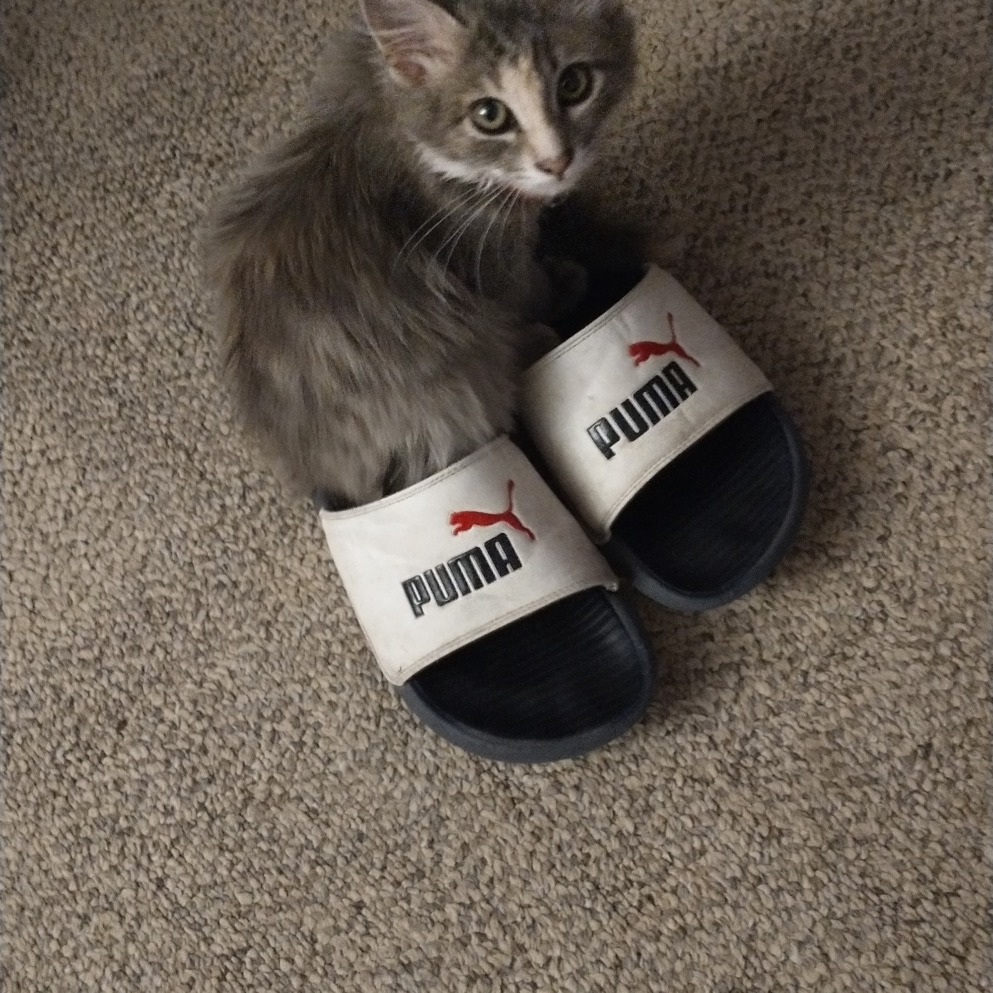 Mesa Vista Veterinary Hospital Raton