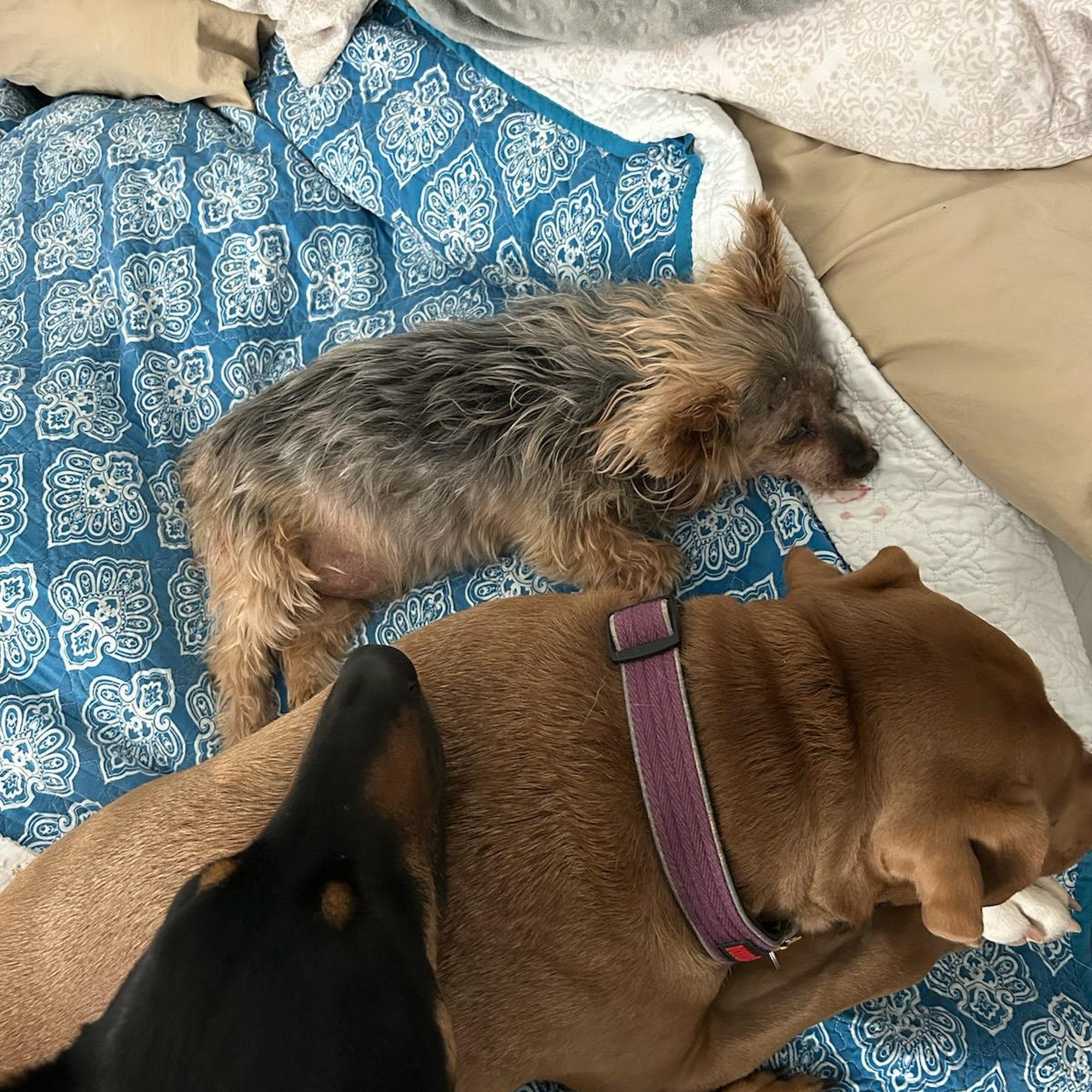 Sunrise Veterinary Clinic: Abernathy George DVM Rio Rancho