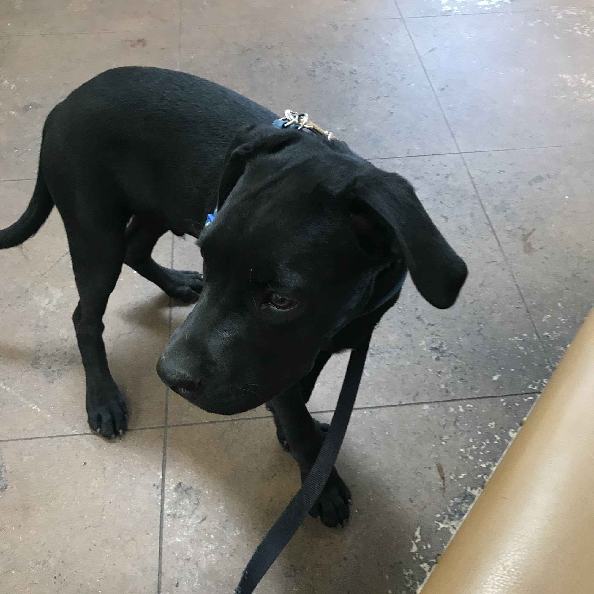 Coronado Pet Hospital: Smith Jennifer DVM Rio Rancho