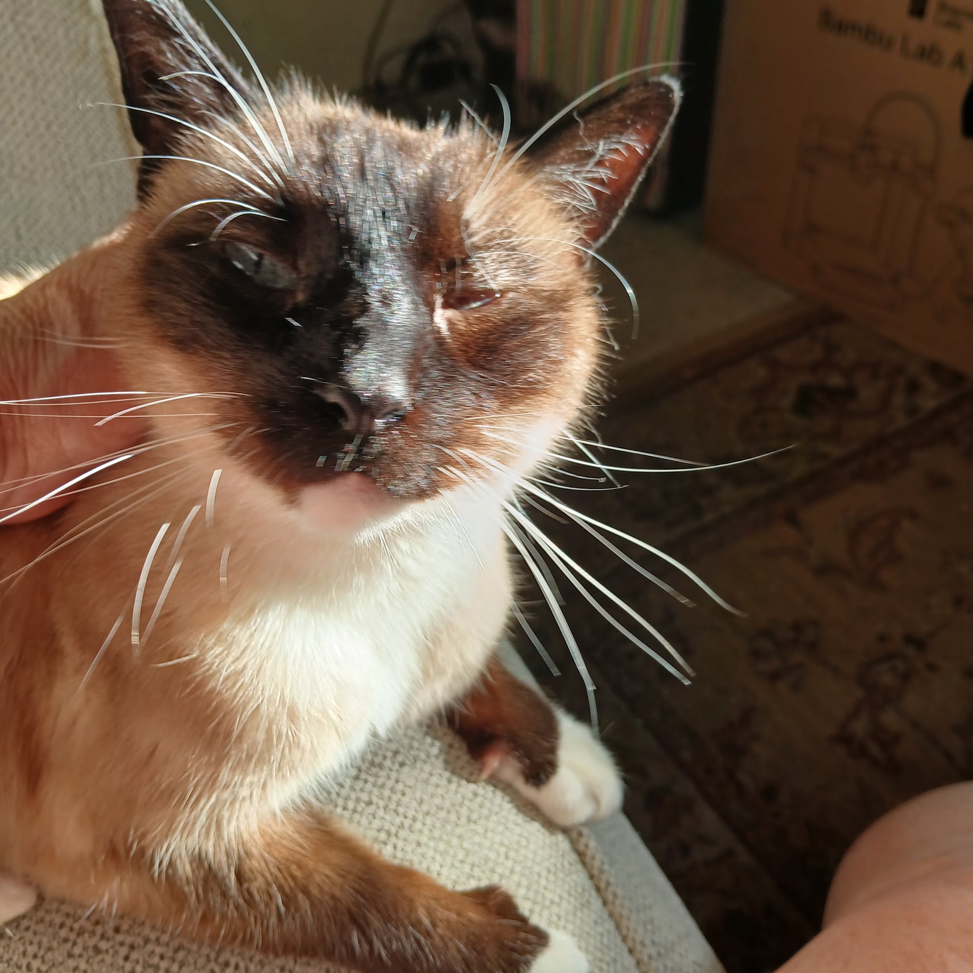 Coronado Pet Hospital Rio Rancho