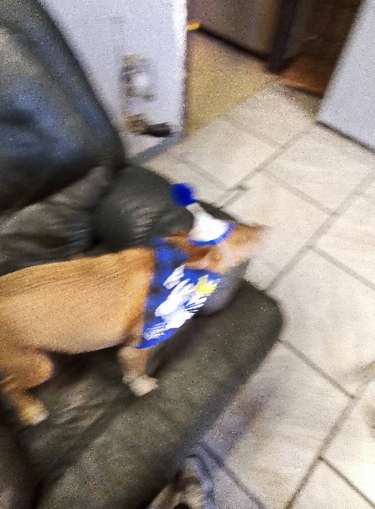 PREMIER PETS GROOMING and Day Camp Rio Rancho