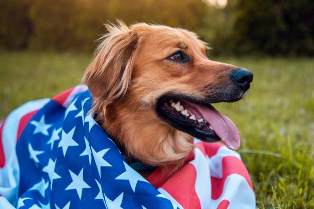 All Angels Pet Salon Rio Rancho