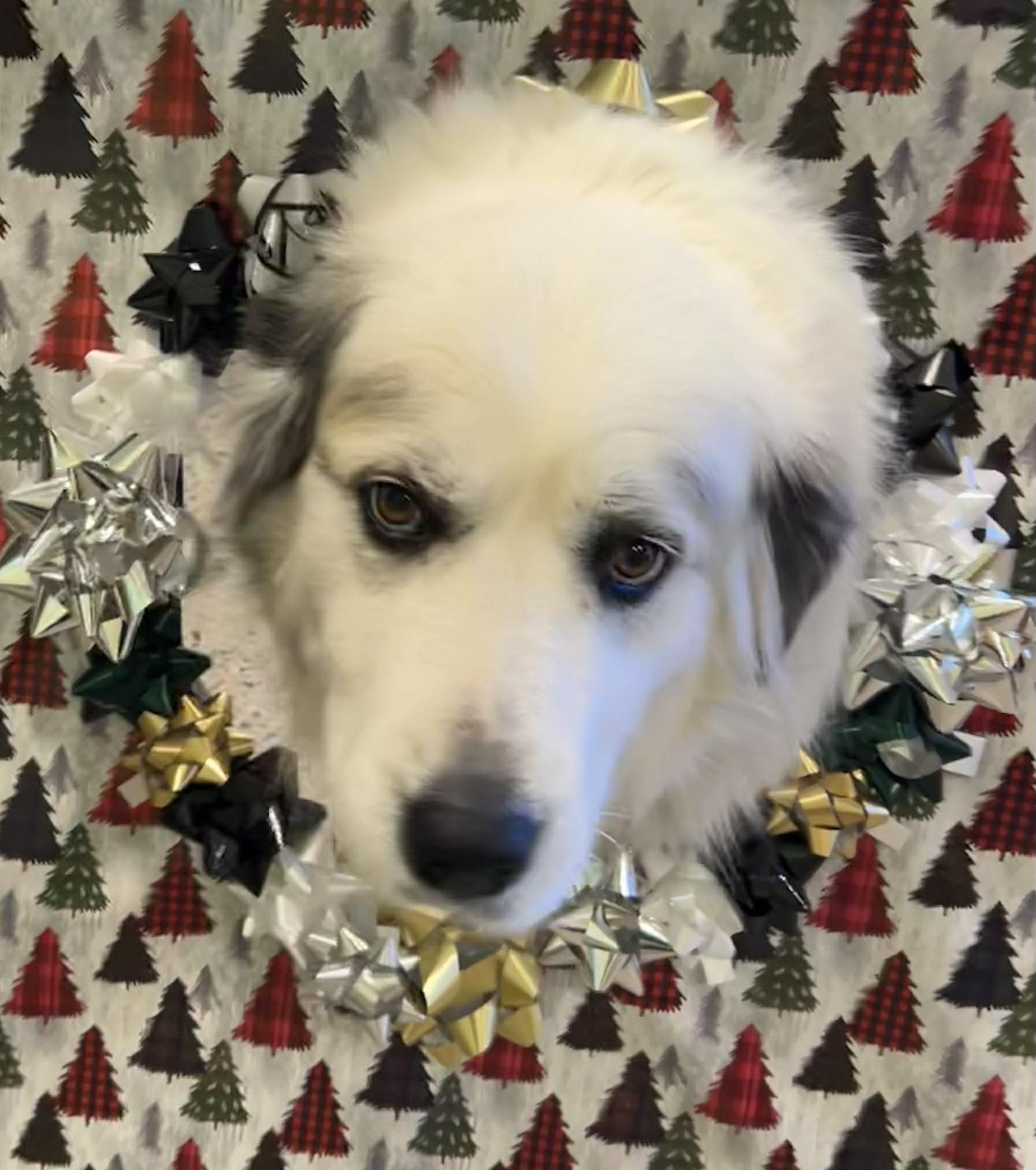 Mission Veterinary Clinic Rio Rancho