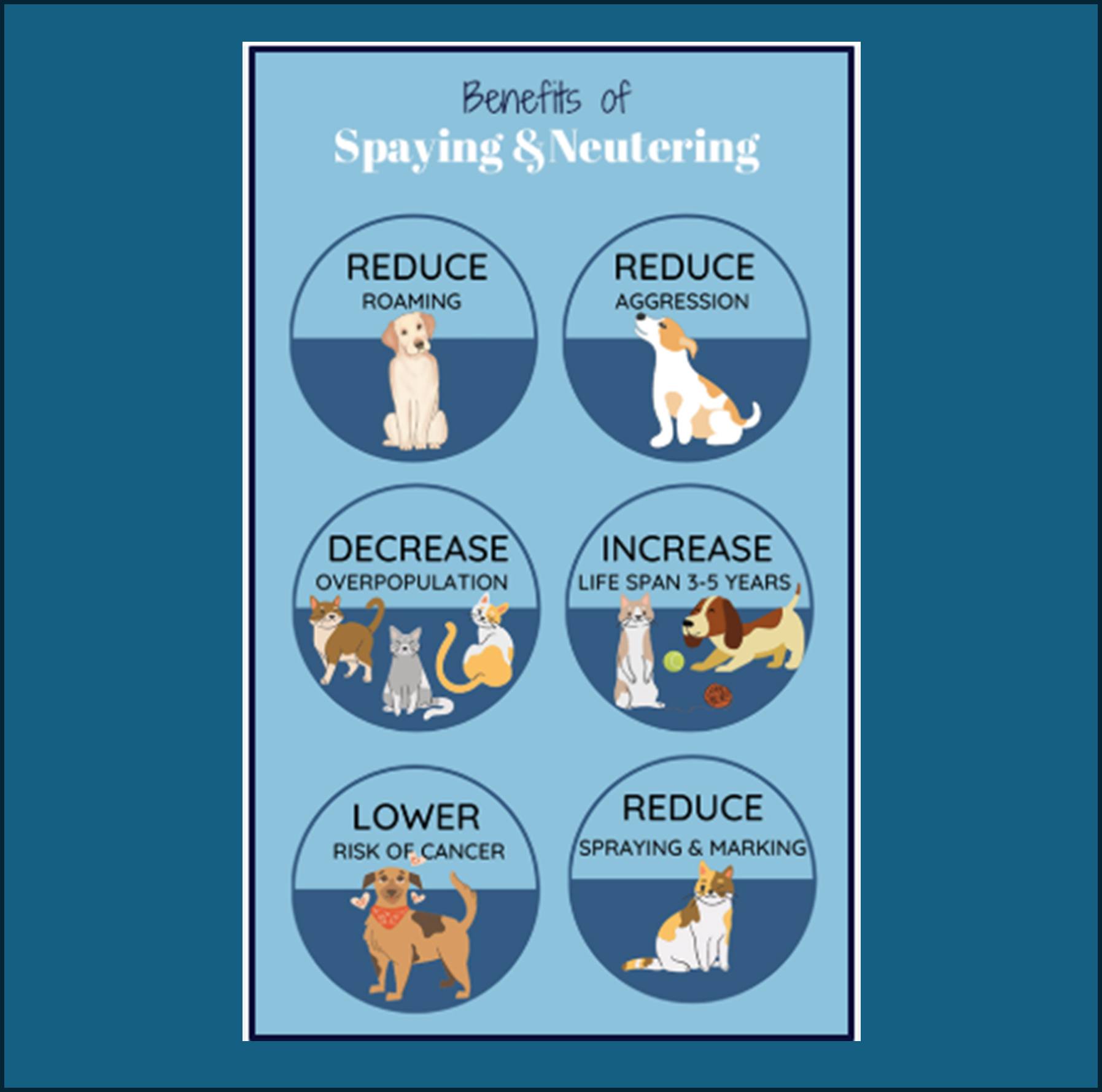 Mission Veterinary Clinic Rio Rancho