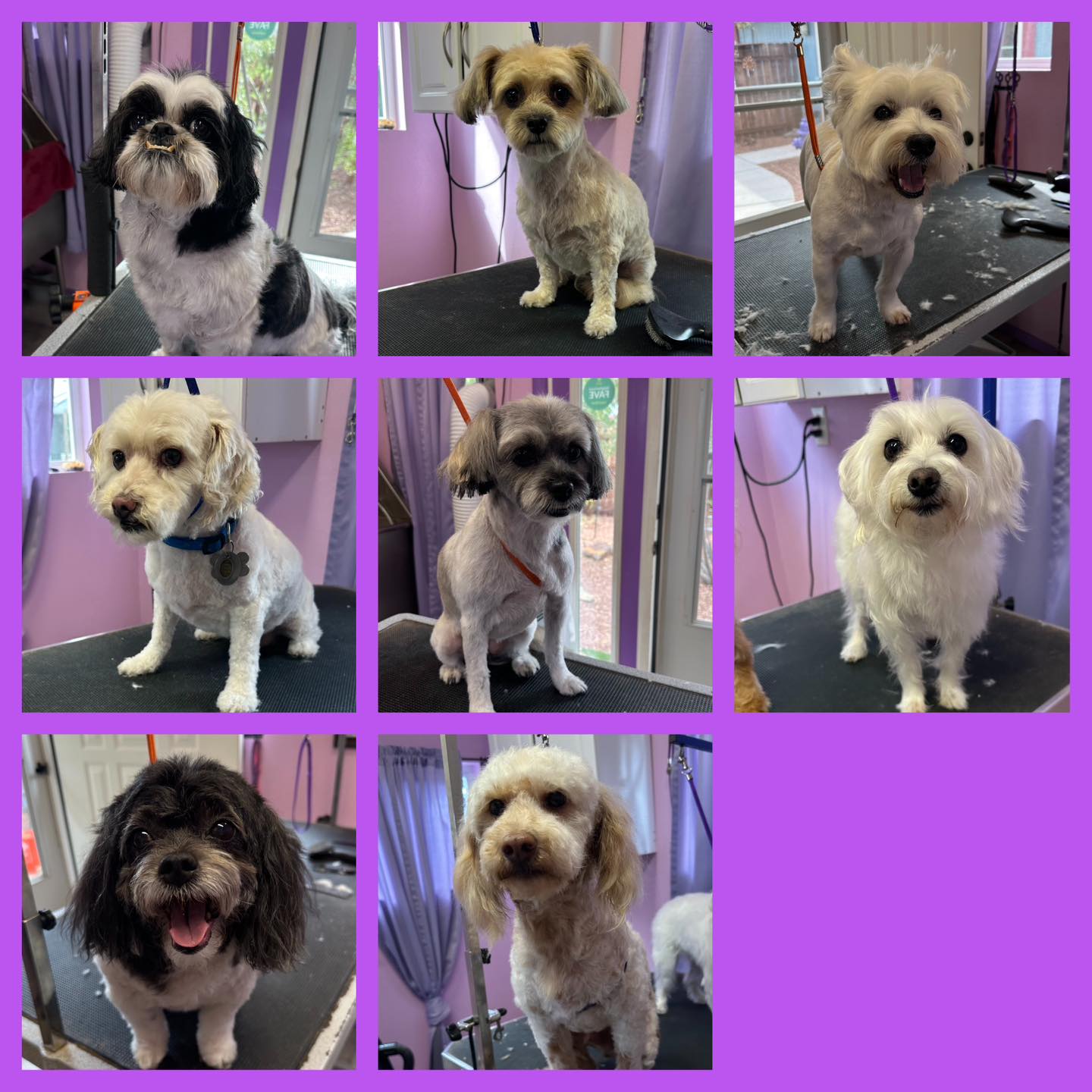 All 4 Pawz Grooming Rio Rancho