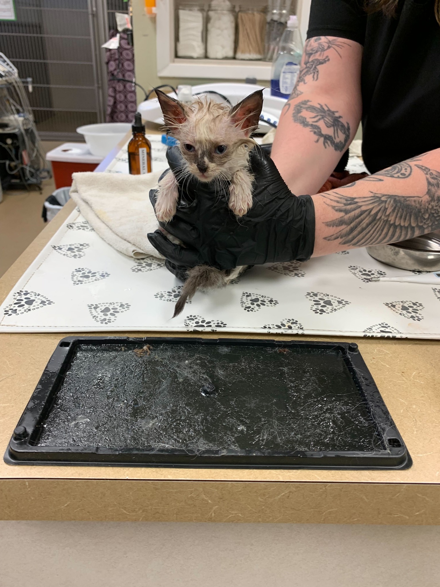 Zia Pet Hospital Rio Rancho