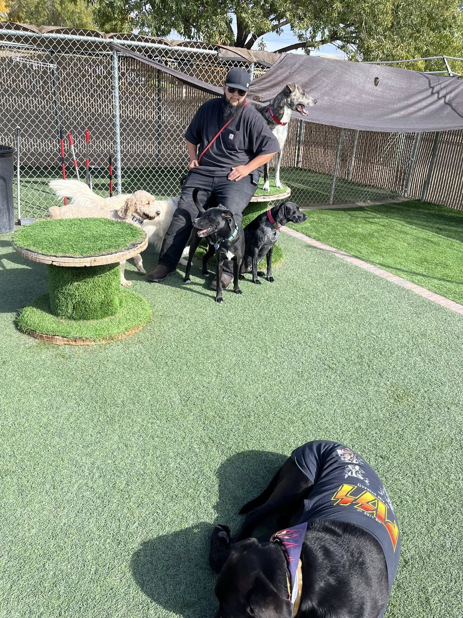 Dog Days Doggie Day Care Rio Rancho