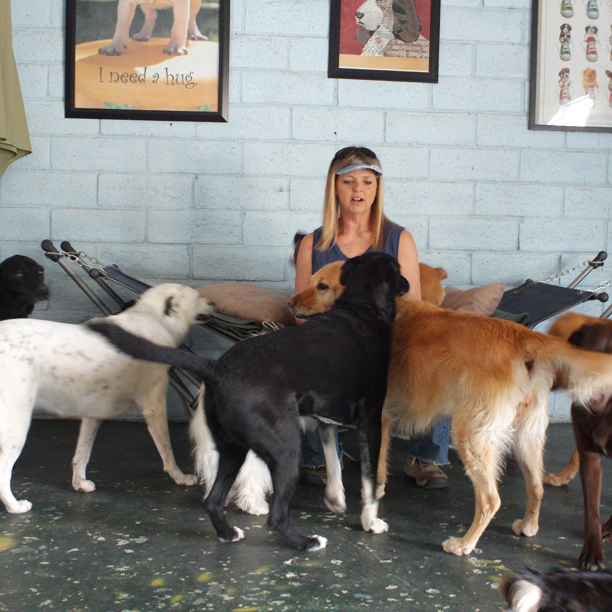 Dog Days Doggie Day Care Rio Rancho