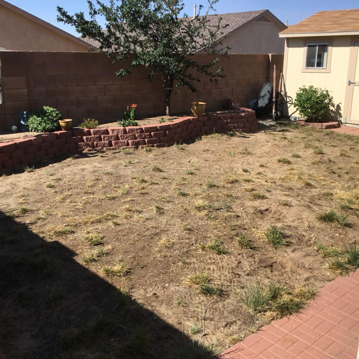 Sunshine Tree & Landscape