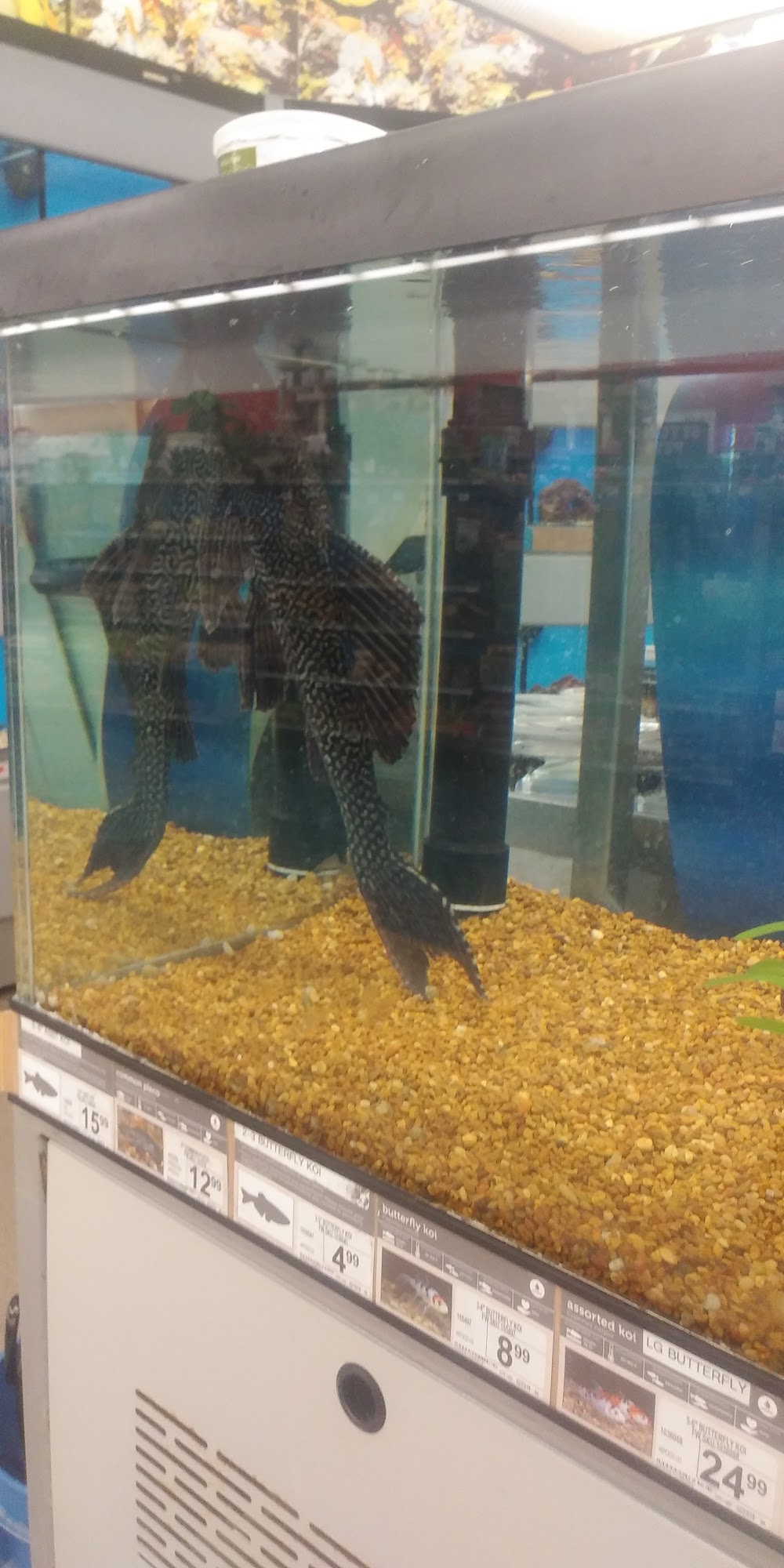 Petco Roswell