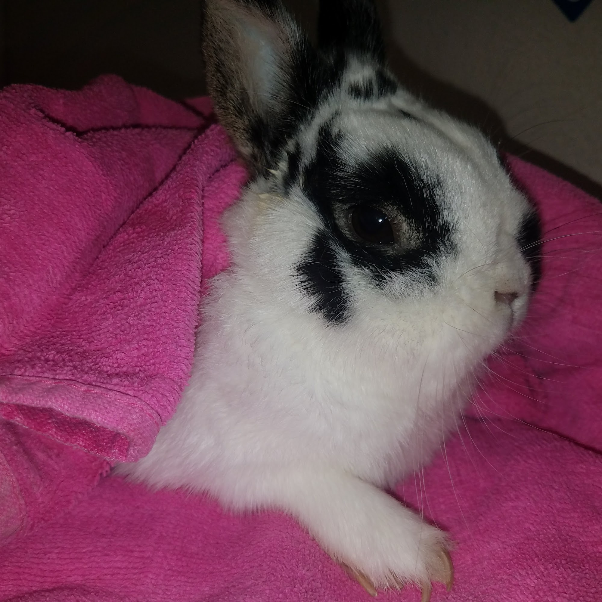 College Garden Animal Hospital Roswell