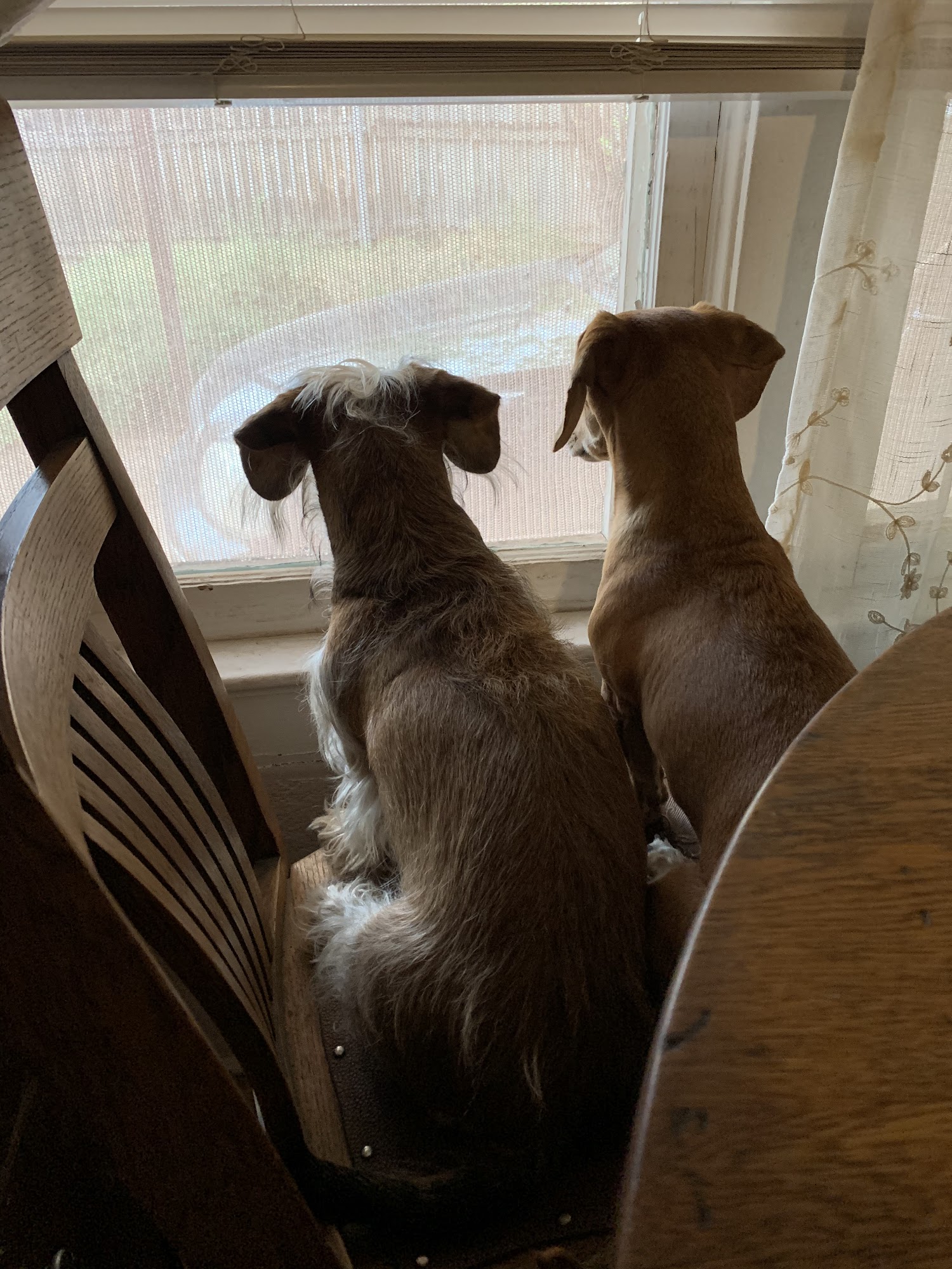 College Garden Animal Hospital Roswell