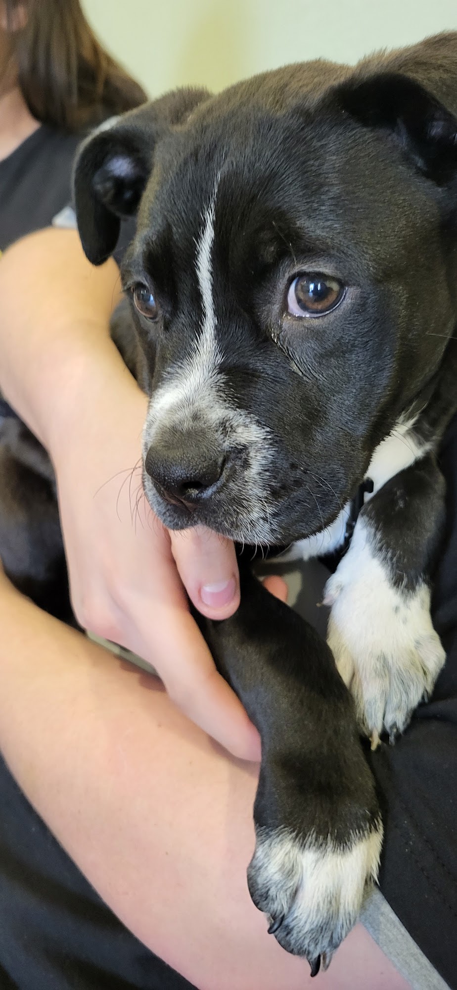 Smith Animal Clinic Roswell