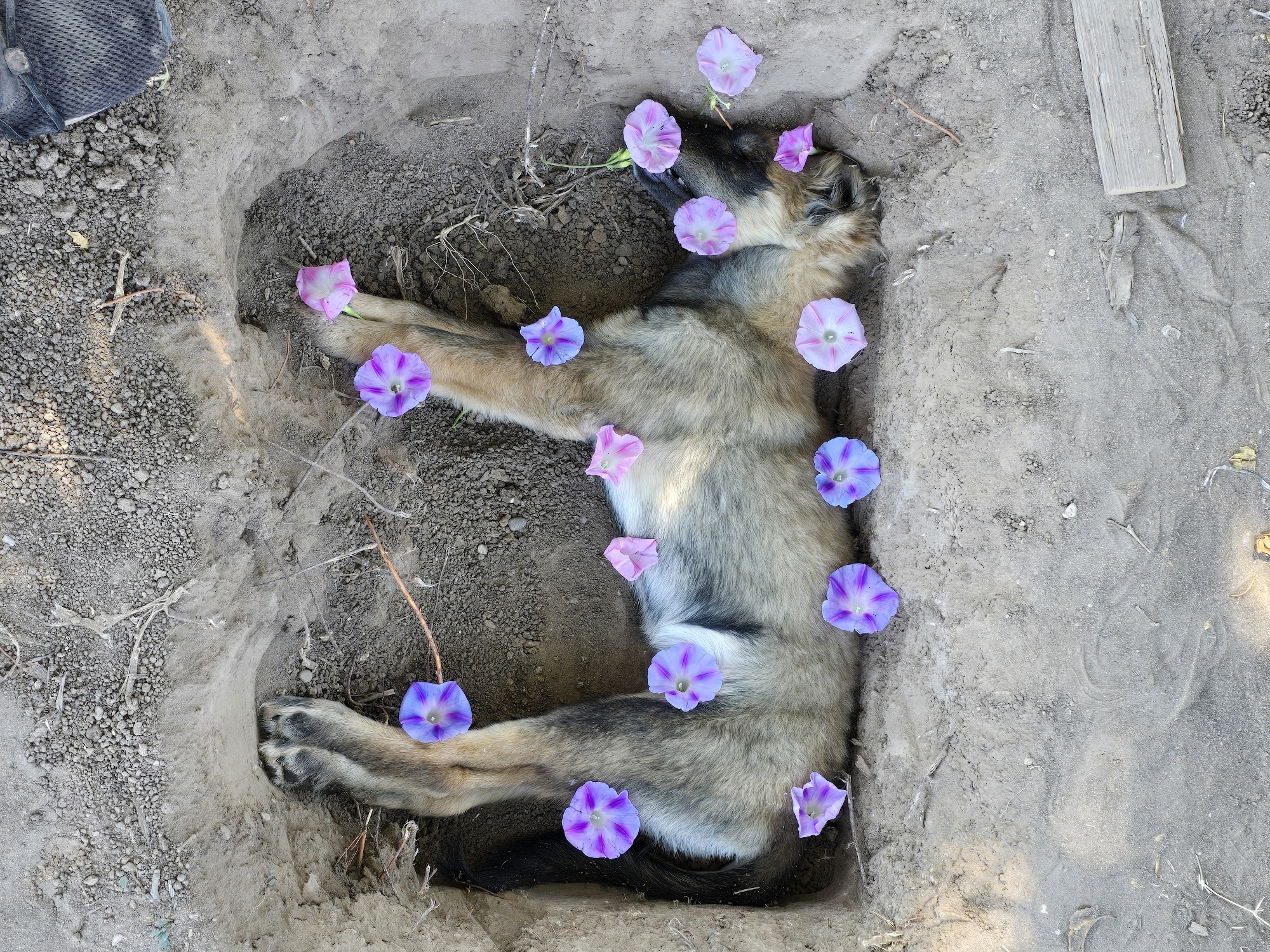 Casa Querencia Animal Health and Consulting Center LLC Roswell