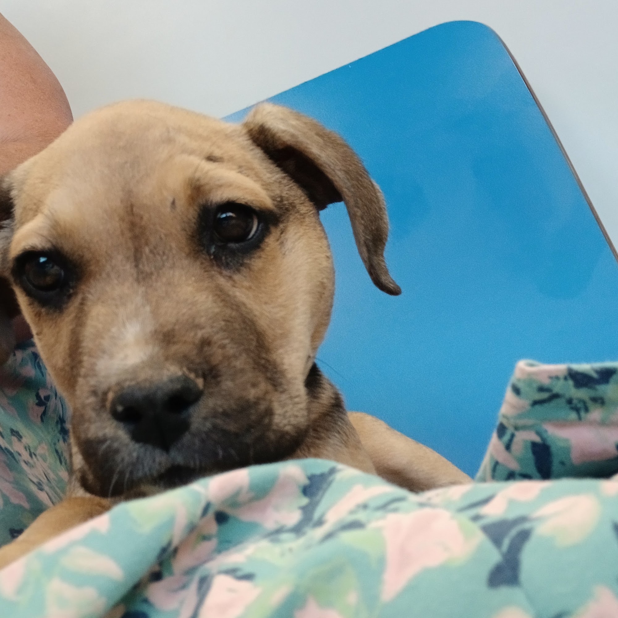 Country Club Animal Hospital Roswell