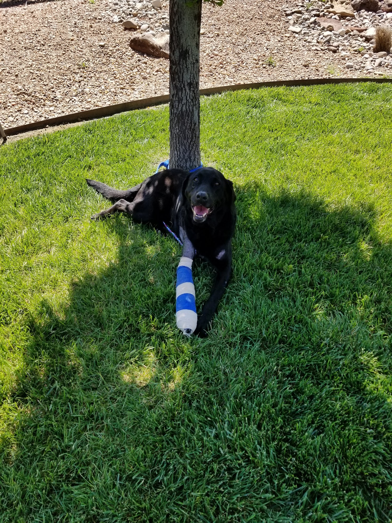 Country Club Animal Hospital Roswell