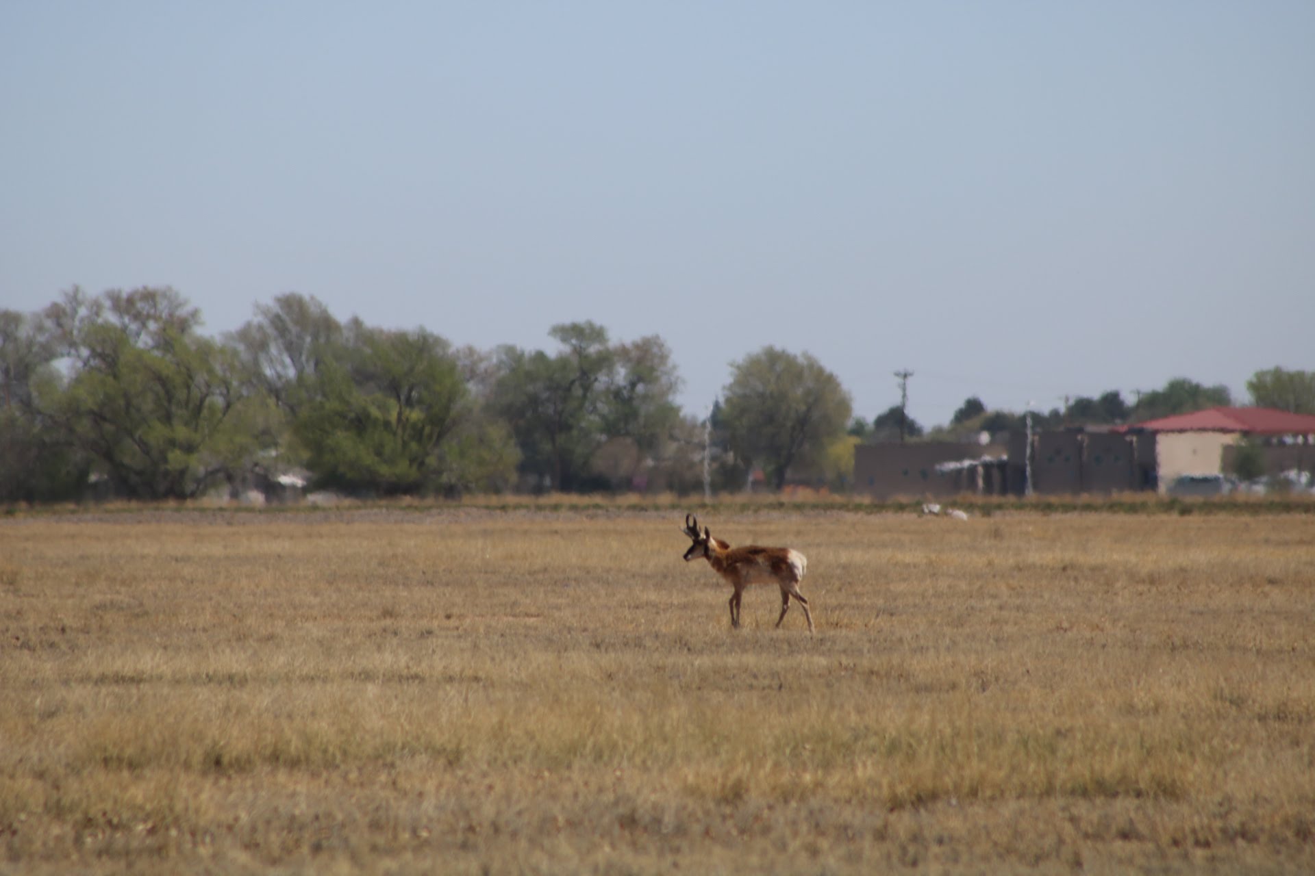 Cielo Grande Veterinary Center Roswell