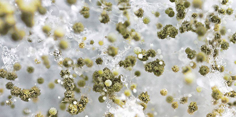 Charles Purcell Consulting