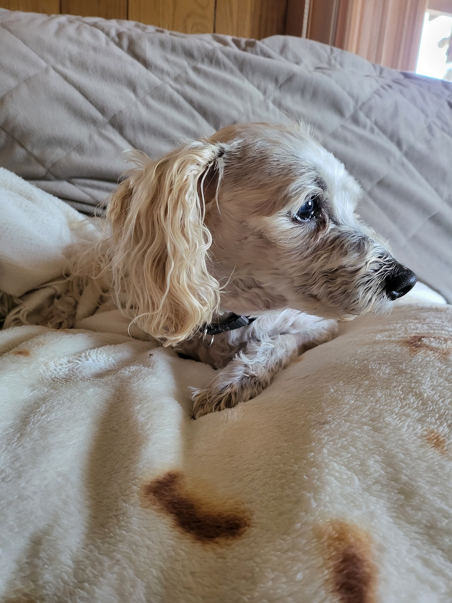 Franklin Veterinary Clinic Ruidoso Downs