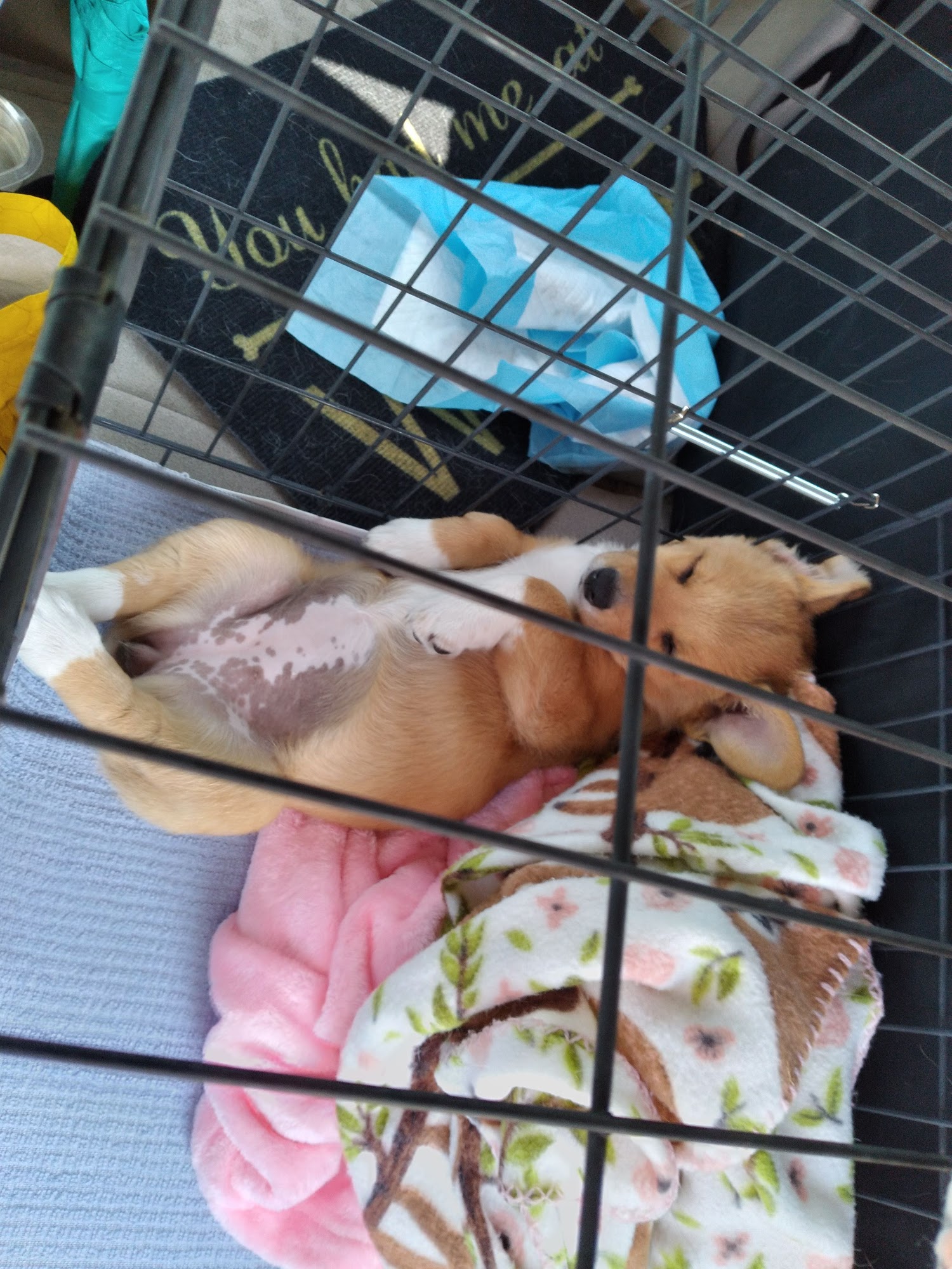 Mountain View Animal Clinic Ruidoso