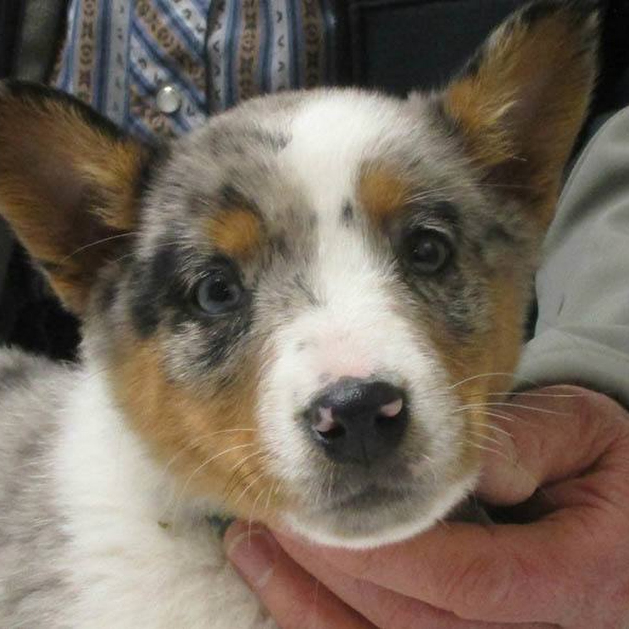 Cedarwood Veterinary Clinic Santa Fe