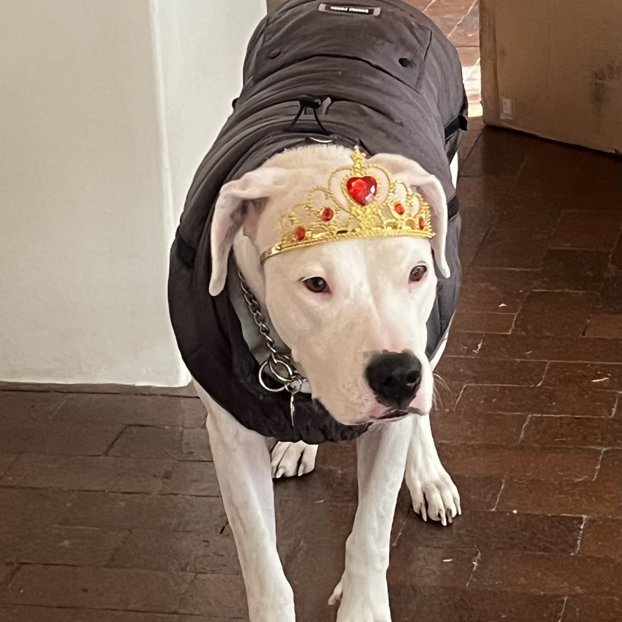 Kelly Jeannette M DVM Santa Fe