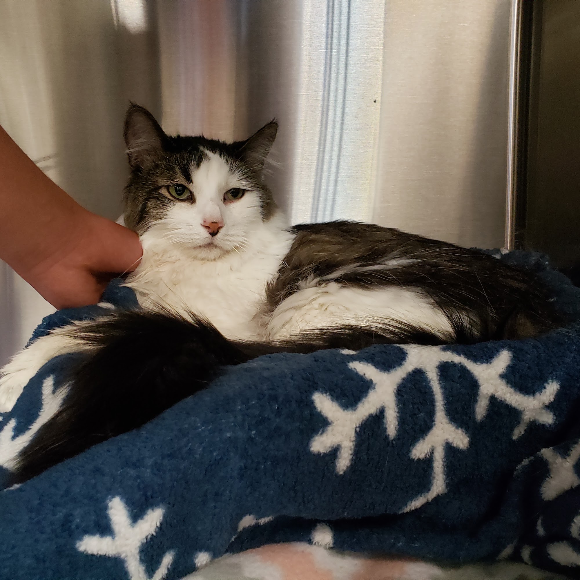 Haston Kimberly DVM Santa Fe