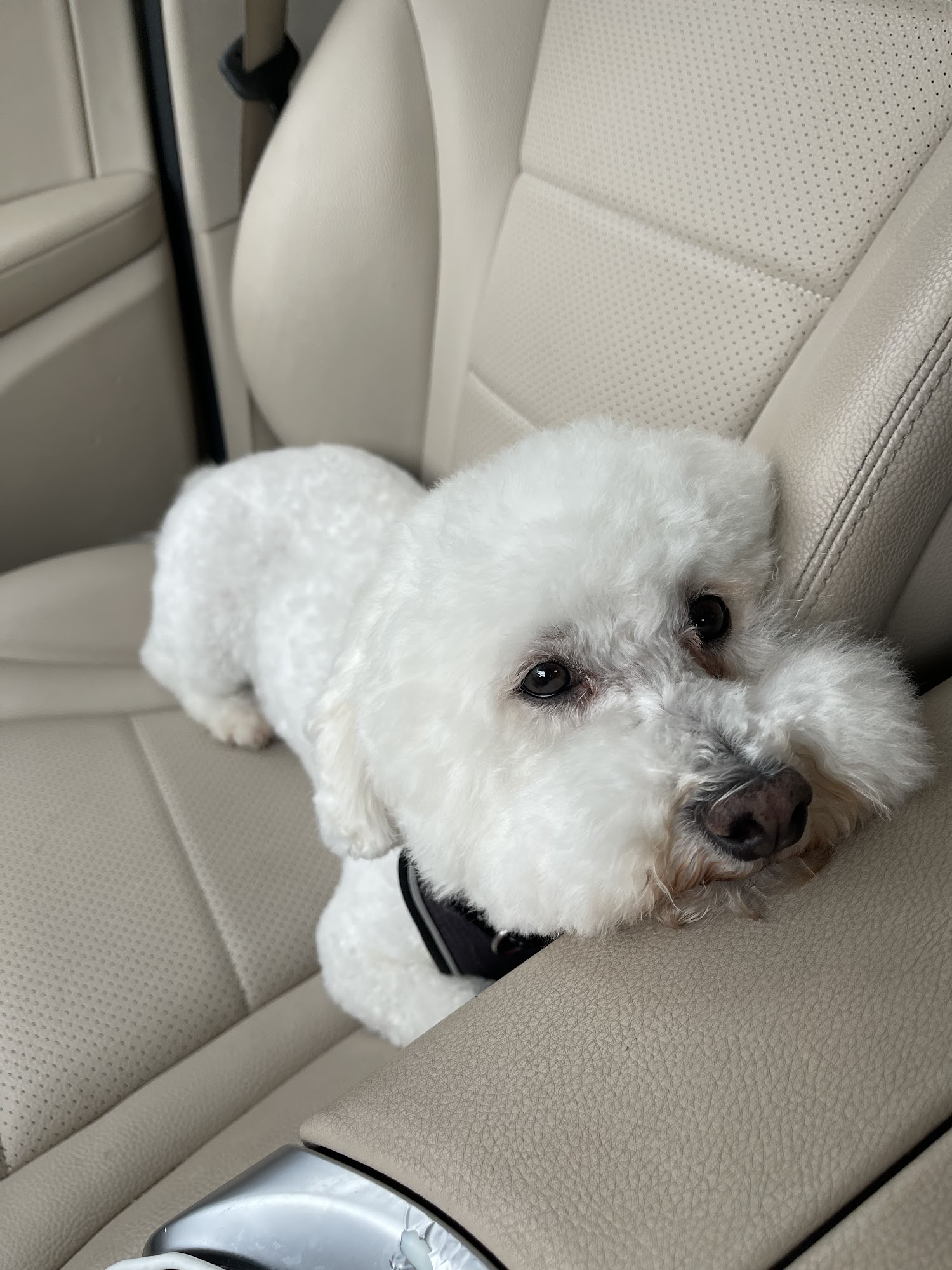 Barks & Bubbles Santa Fe