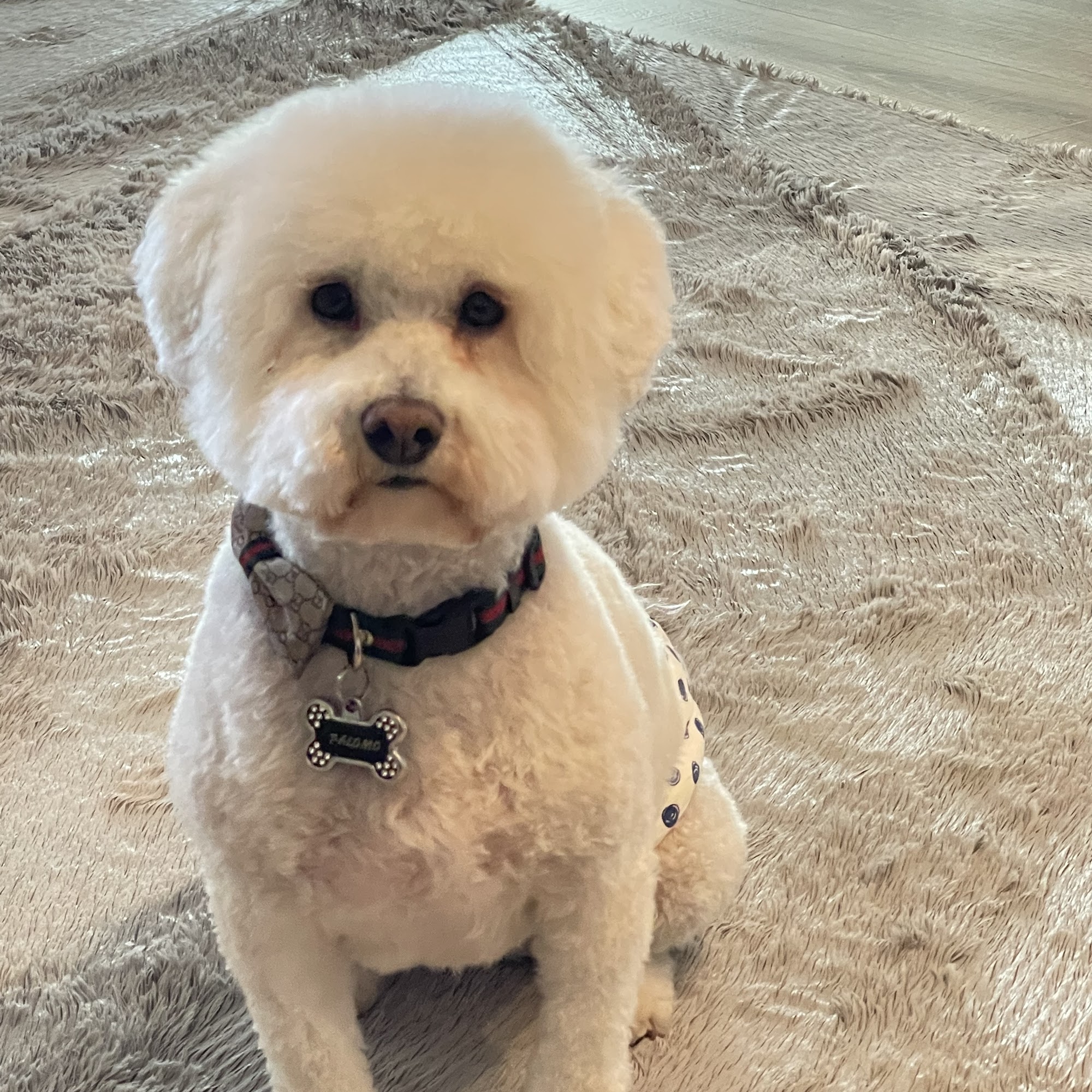 Barks & Bubbles Santa Fe