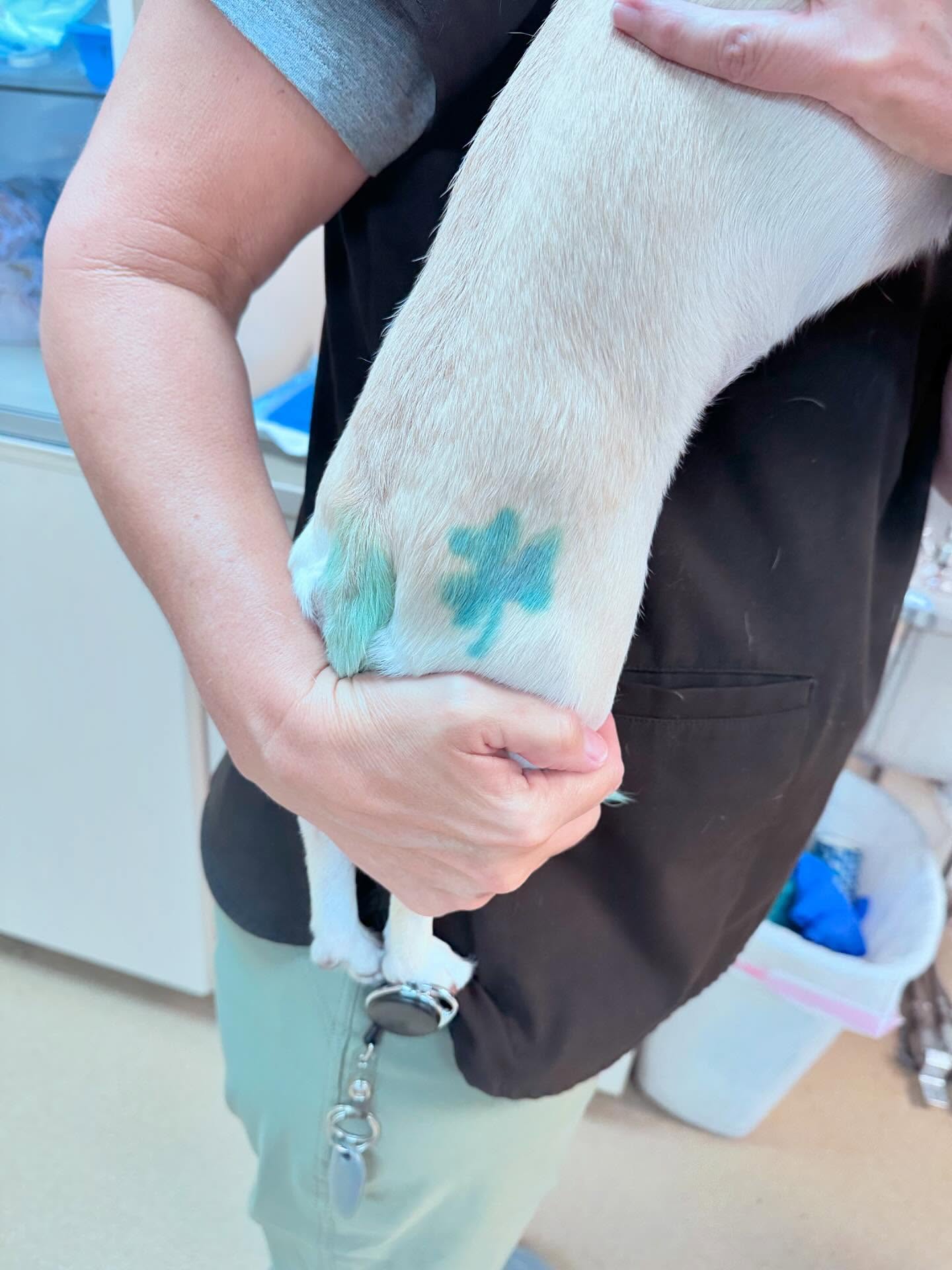 Land, Amy, Dvm - Smith Veterinary Hospital Santa Fe