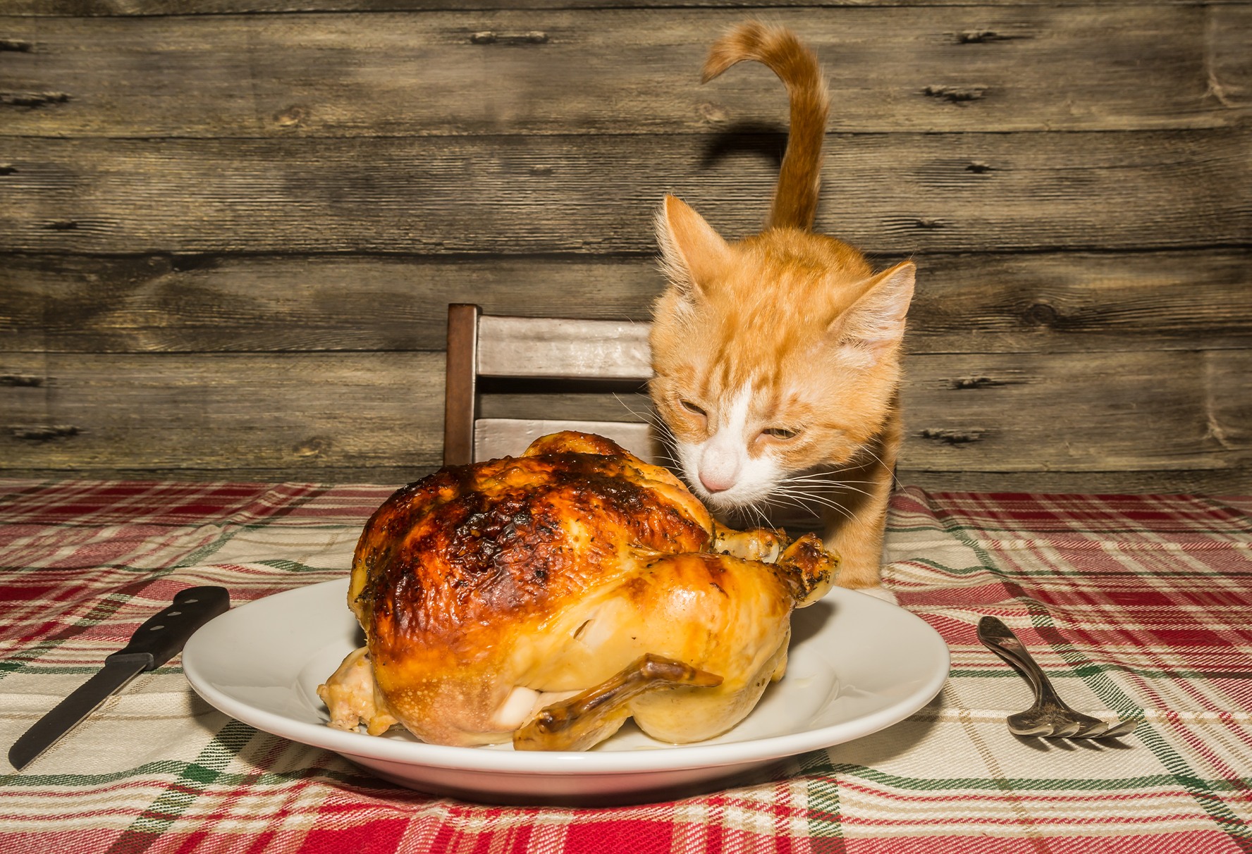 Land, Amy, Dvm - Smith Veterinary Hospital Santa Fe