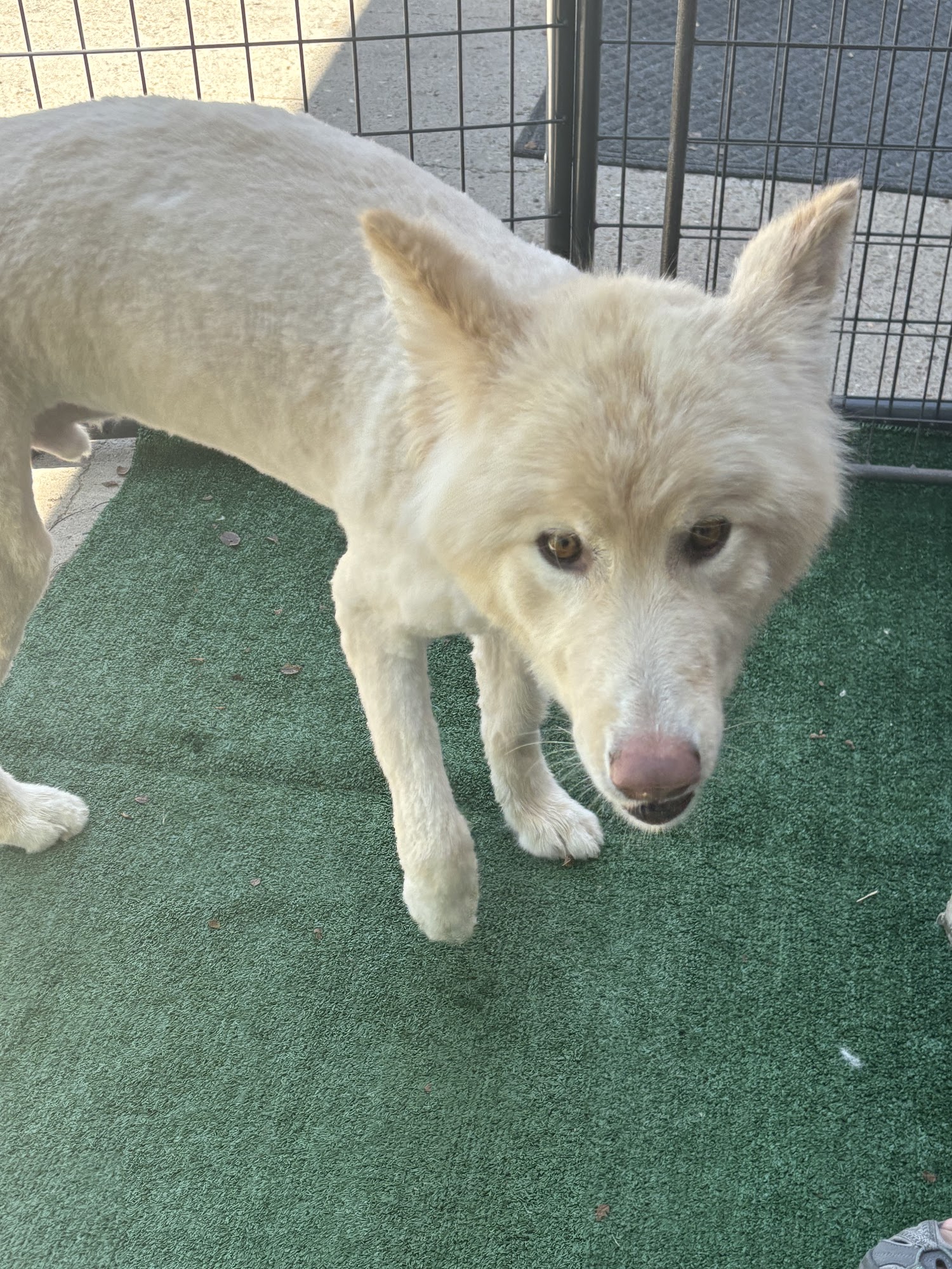 Fino Lagotto Santa Fe
