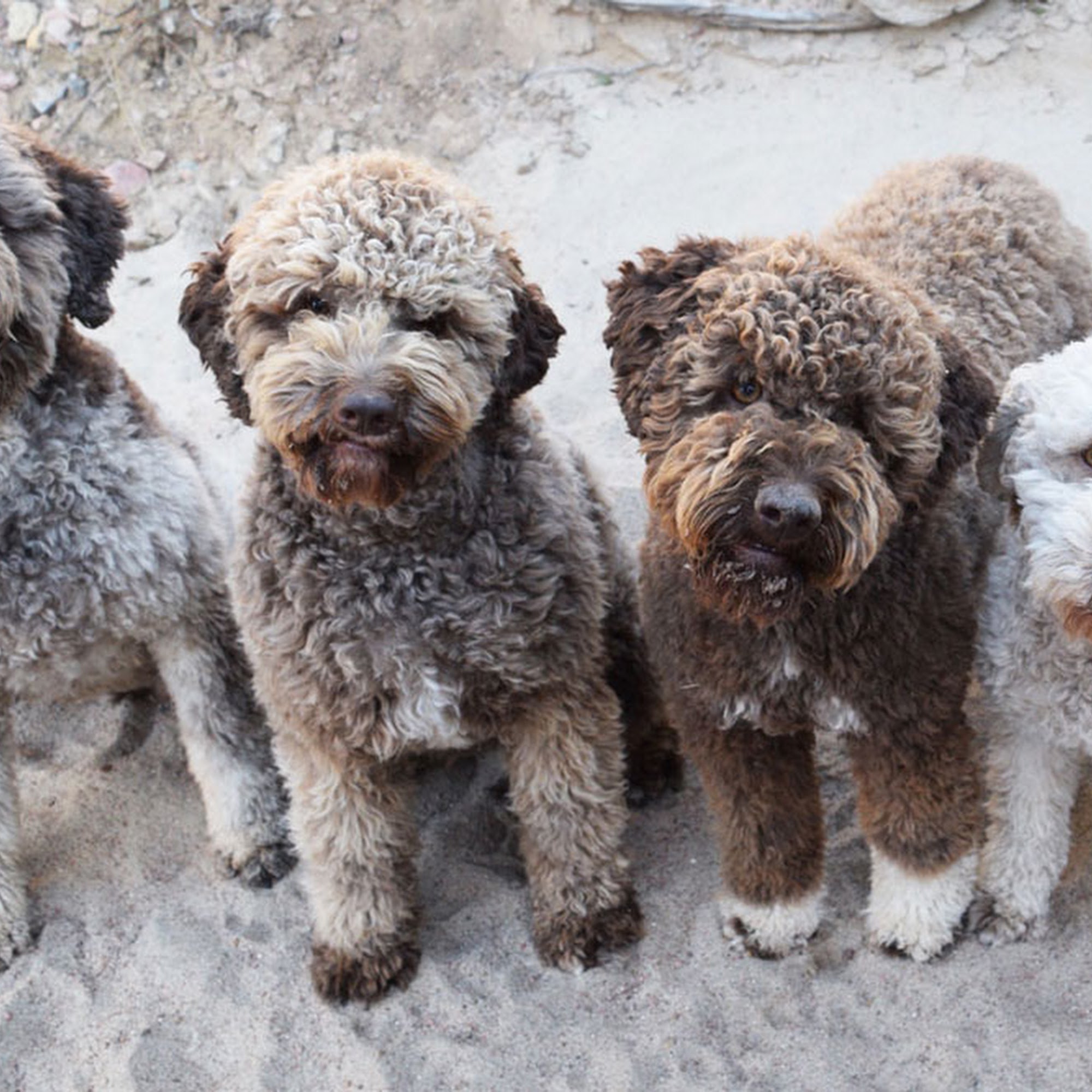 Fino Lagotto Santa Fe