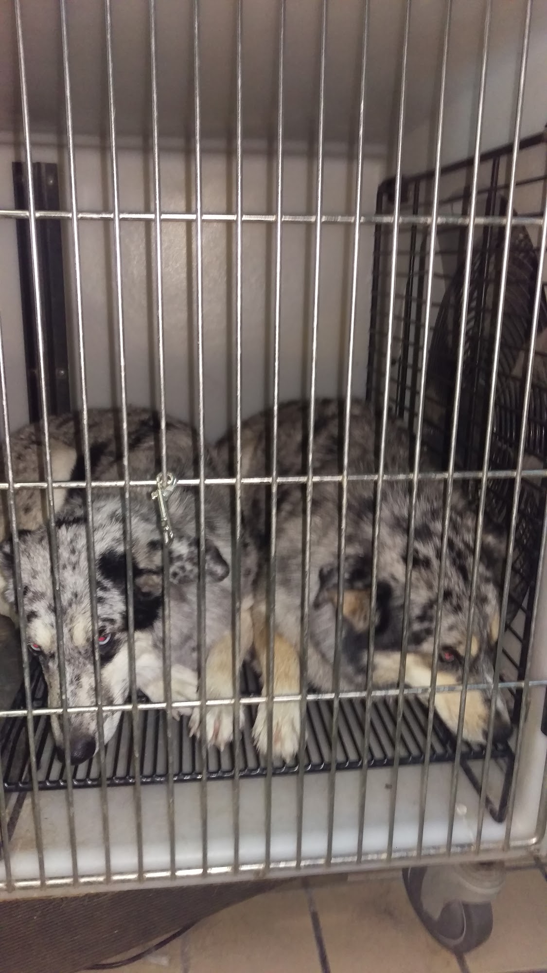 Southwest Animal Care Complex Santa Teresa