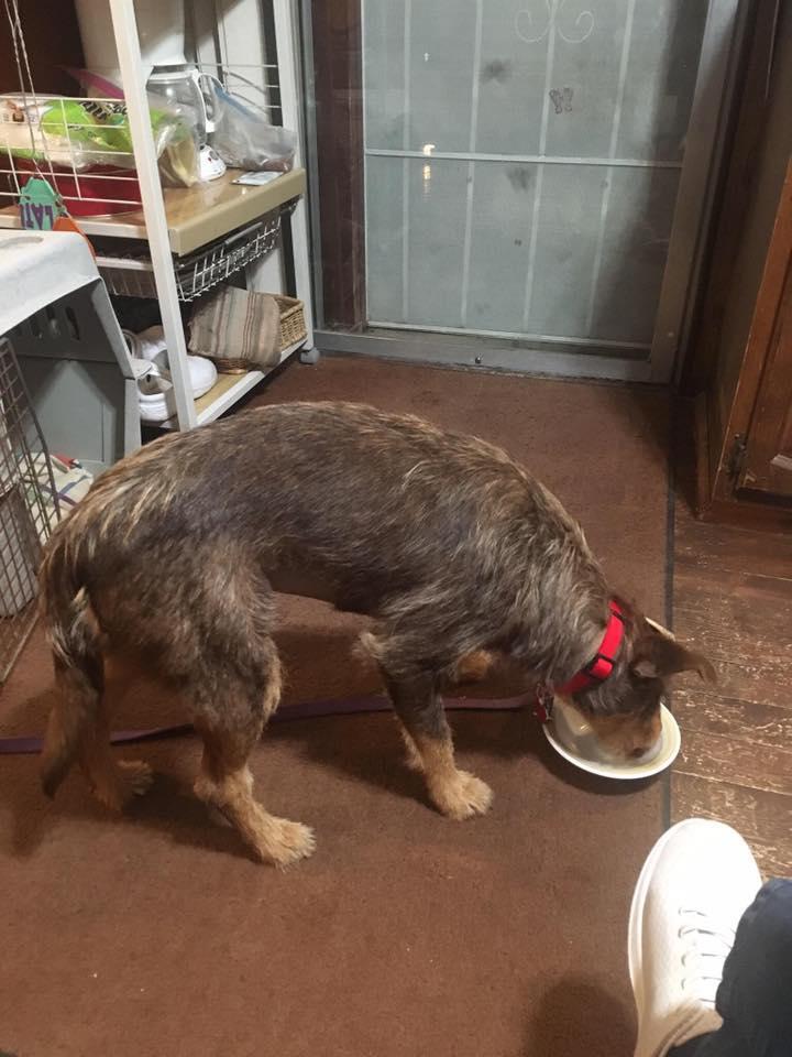 Pampered Pet Care Silver City