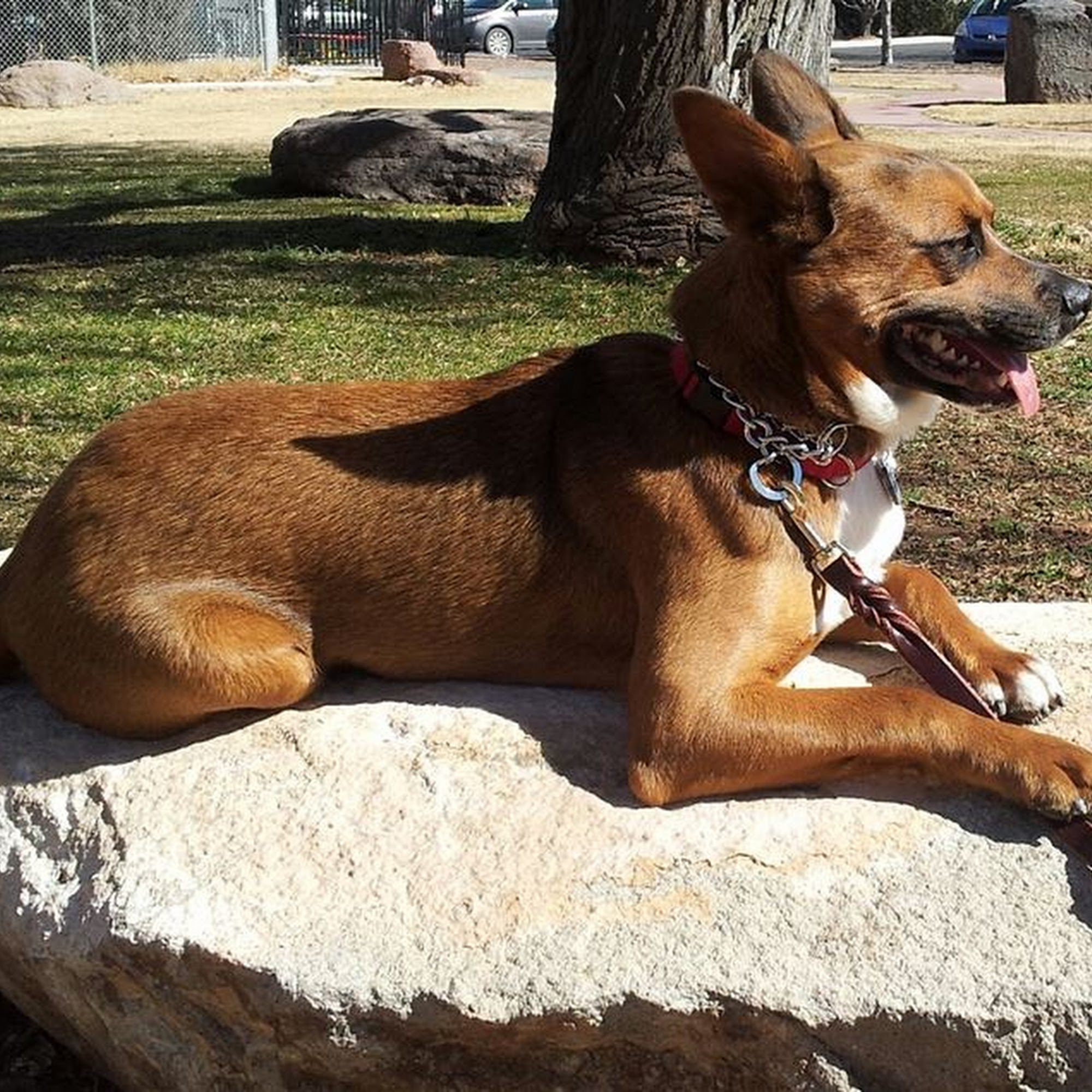 Animal Haven Veterinary Clinic Socorro