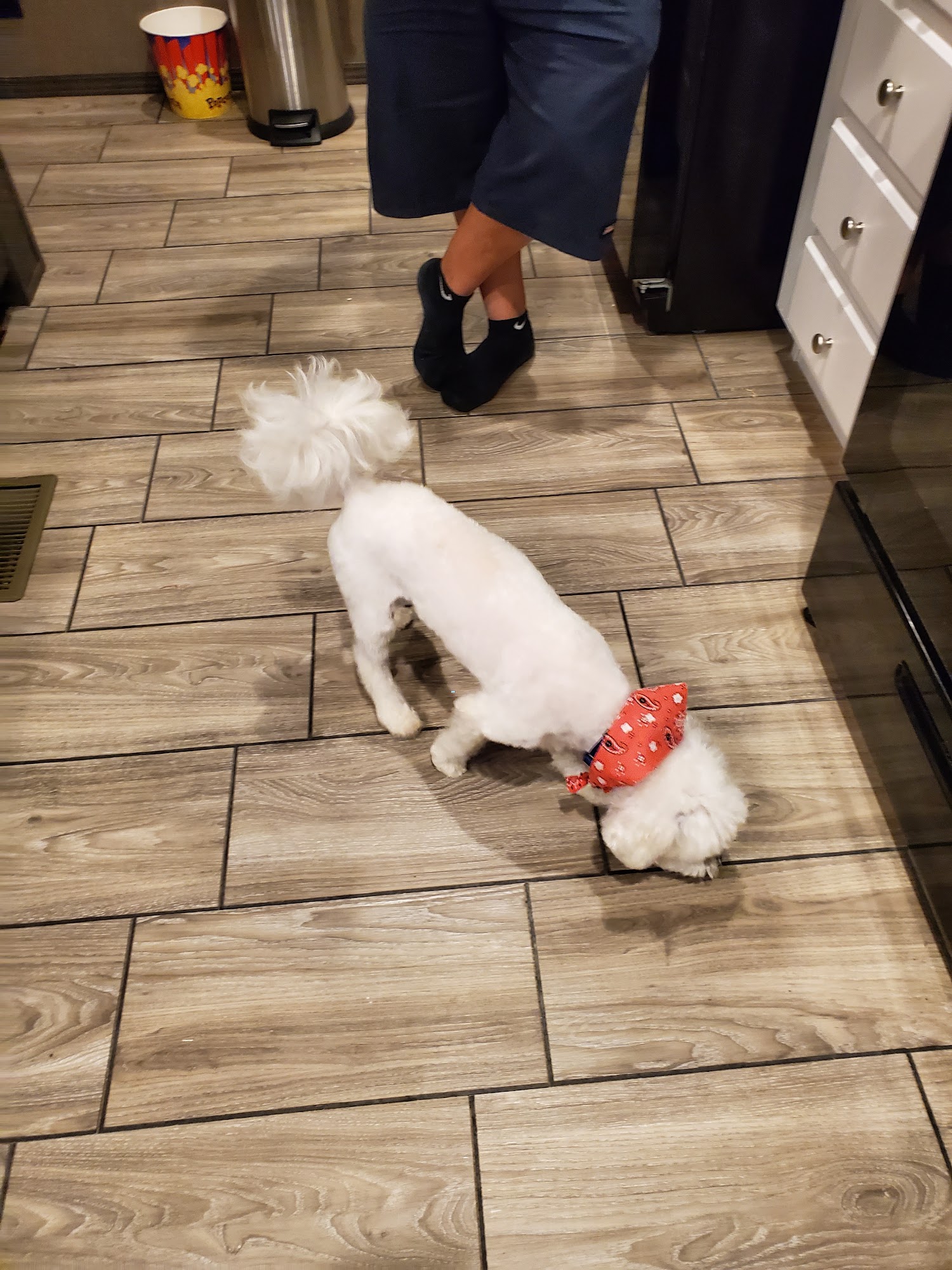 Doggy Shop Grooming of Taos Taos